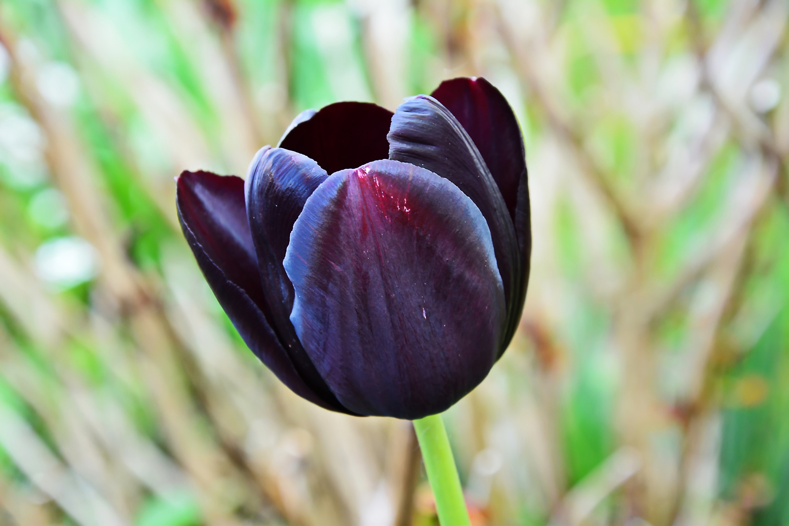 50+ Hình ảnh hoa Tulip đen đẹp - Ảnh đẹp hoa