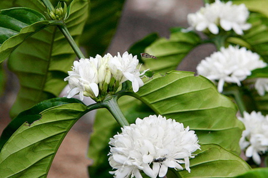 50+ hình ảnh hoa cà phê đẹp nhất - Ảnh đẹp hoa cafe