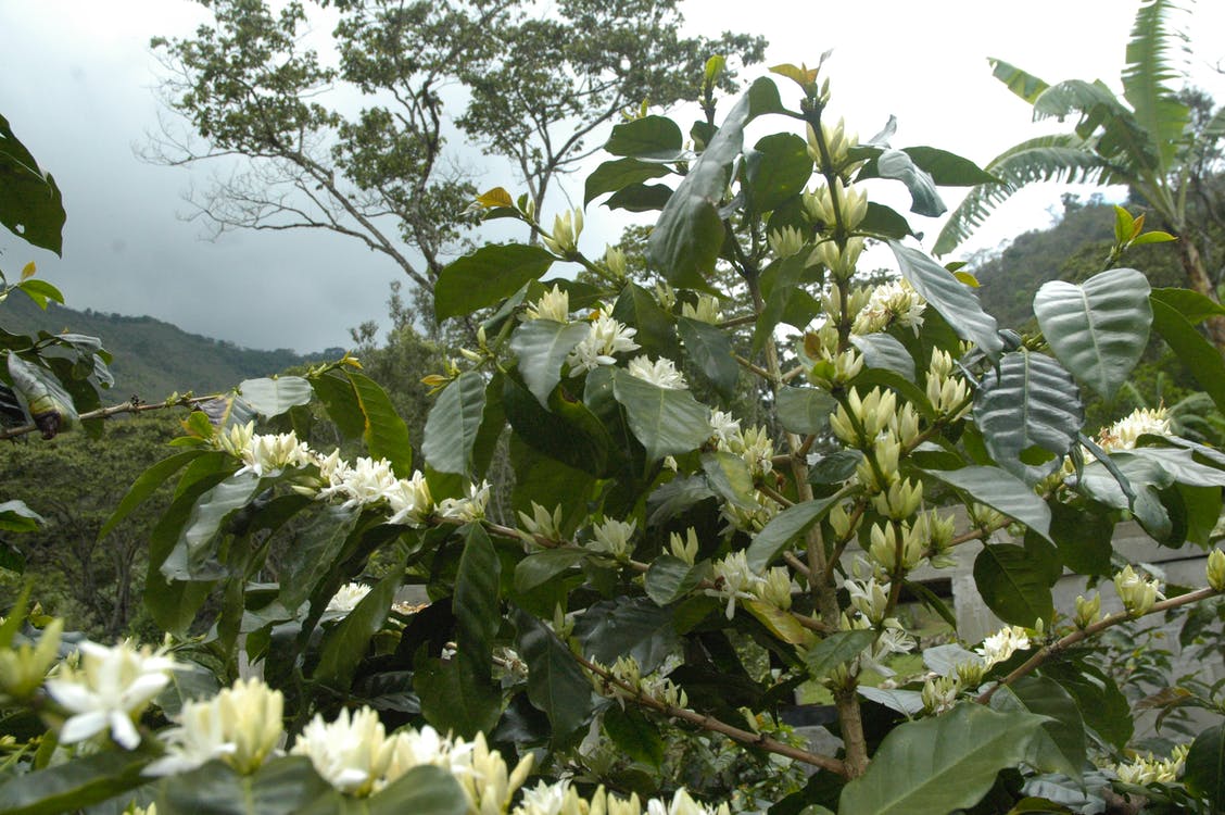 50+ hình ảnh hoa cà phê đẹp nhất - Ảnh đẹp hoa cafe
