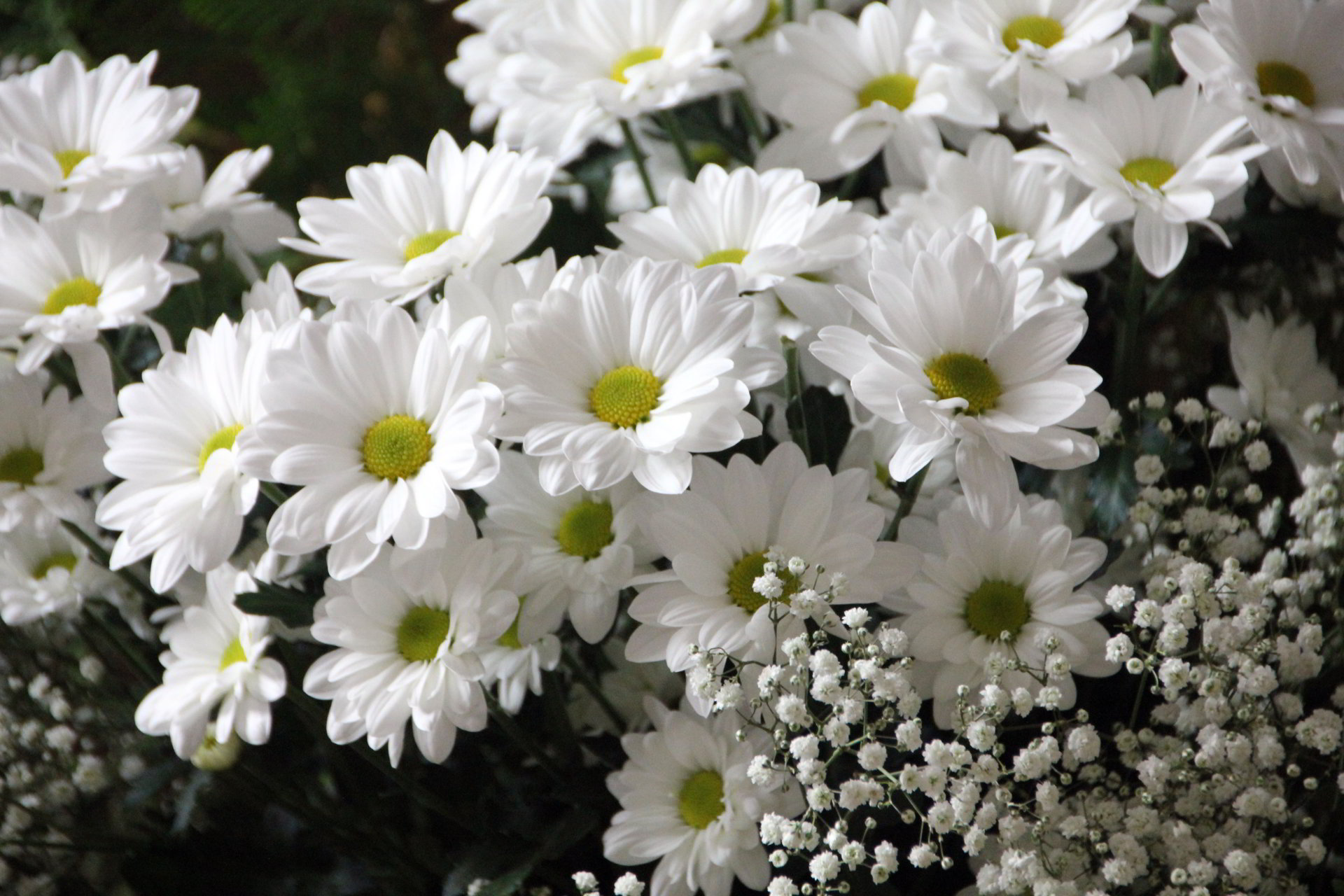 Bộ sưu tập ảnh hoa cúc trắng đẹp nhất 53