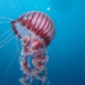 Hình ảnh con sứa đẹp làm hình nền 53