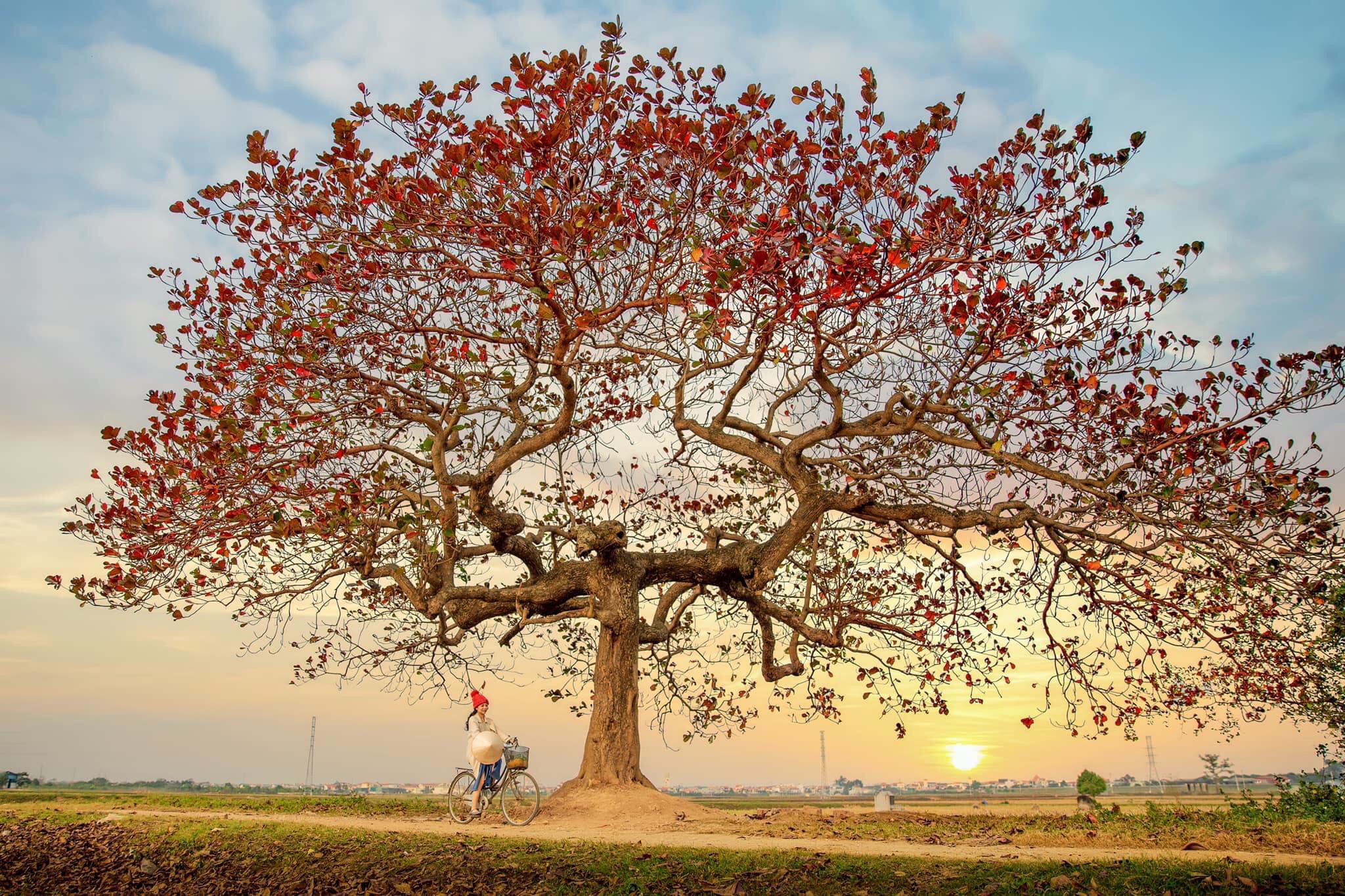Hình ảnh cây Xoài đẹp xanh tốt ấn tượng chân thực nhất