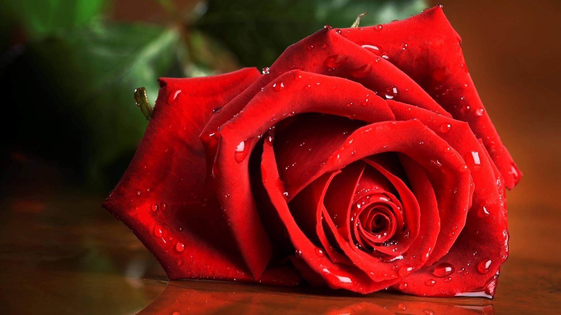 Hoa hồng luôn là món quà yêu thương và sang trọng trong các dịp đặc biệt. Những hình ảnh hoa hồng tuyệt đẹp mà chúng tôi cung cấp sẽ giúp bạn tưởng tượng ra những ý tưởng trang trí hoàn hảo cho ngày lễ, sự kiện quan trọng hoặc nét đẹp tự nhiên đầy lôi cuốn của hoa hồng.