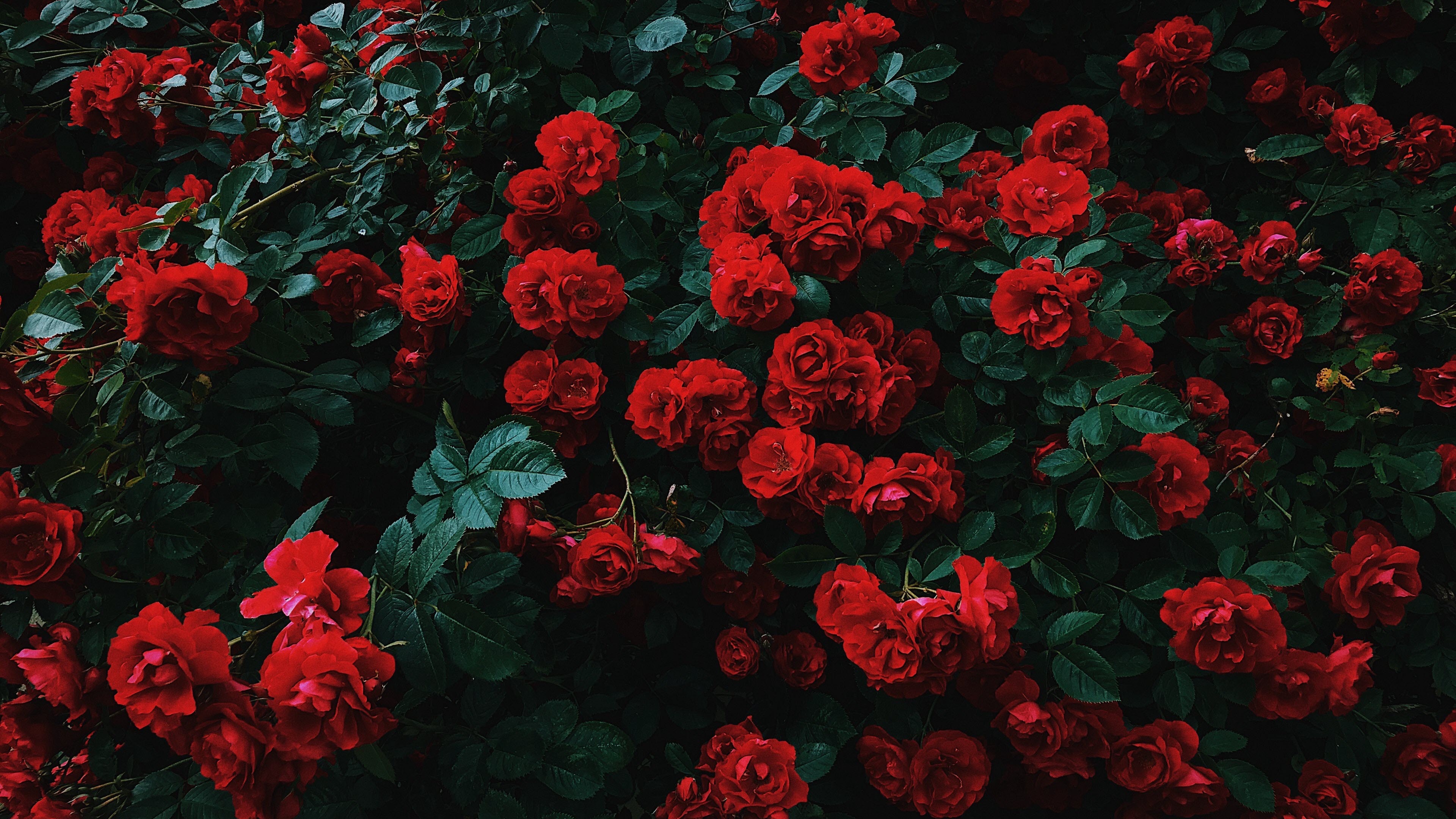 Hình nền hoa hồng tuyệt đẹp - Tải ảnh đẹp miễn phí