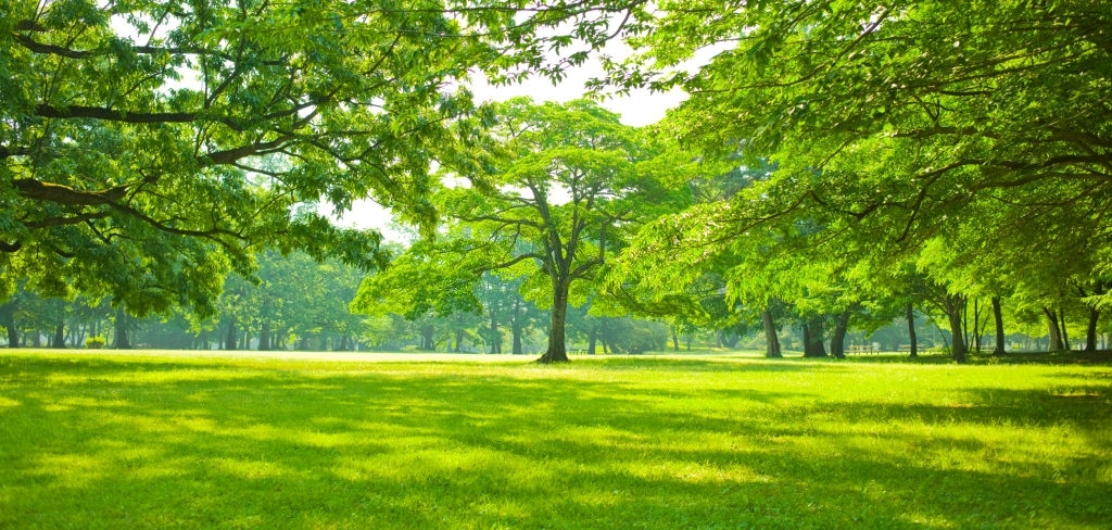 50 Background cây xanh đẹp nhất 17