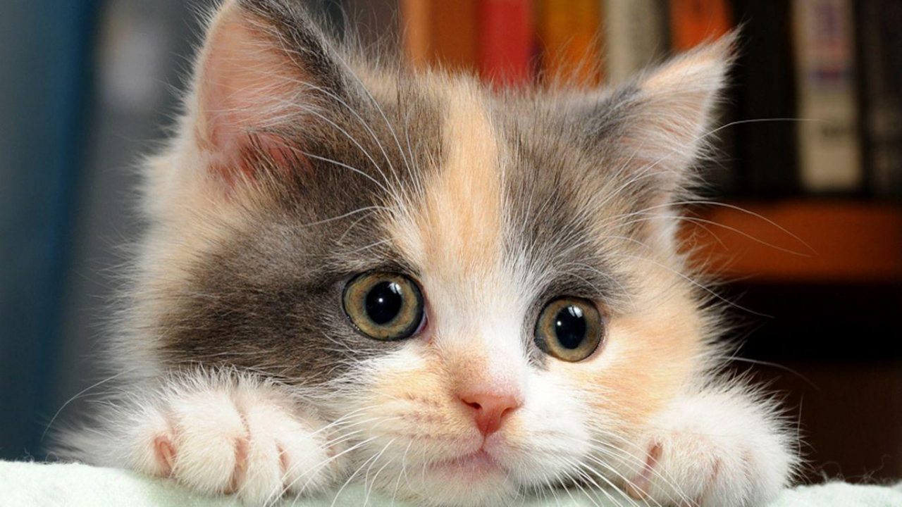 Hình nền mèo 3D cute đẹp nhất 8