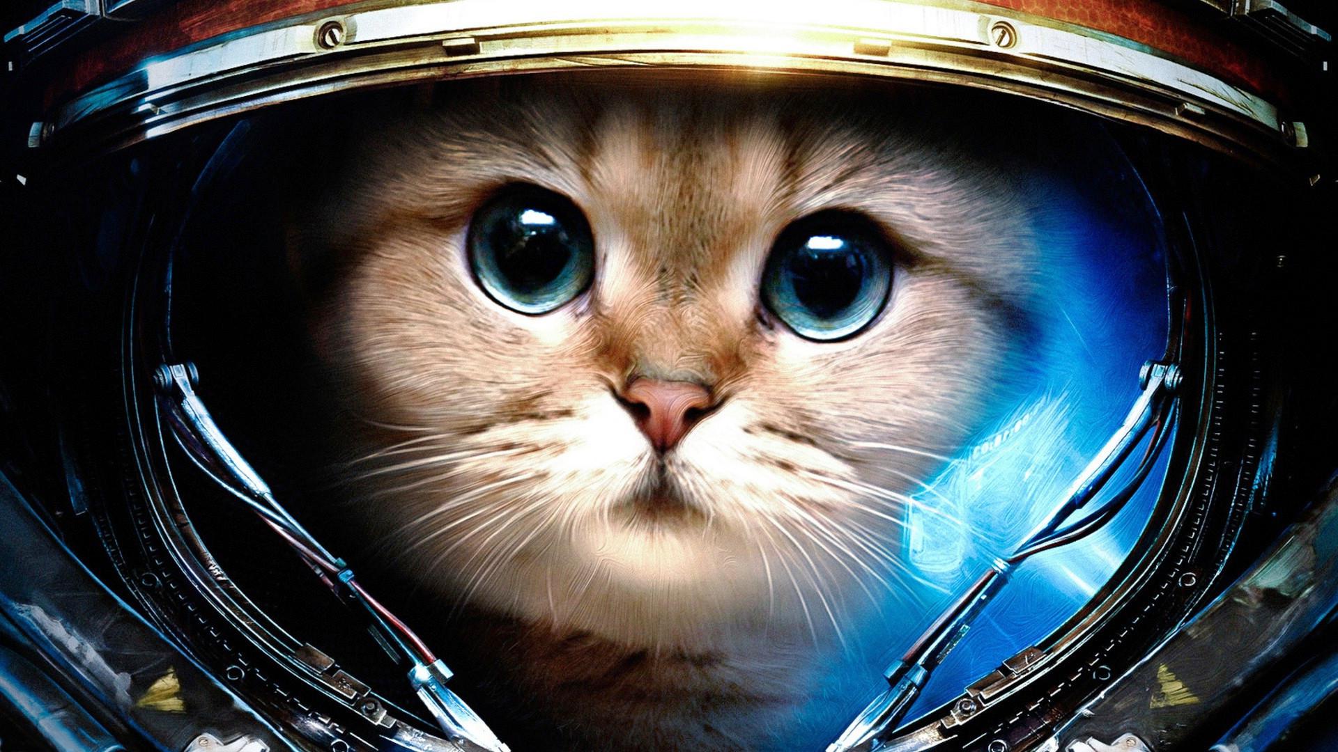 Hình nền mèo con siêu cute cho máy tính laptop của bạn  VFOVN