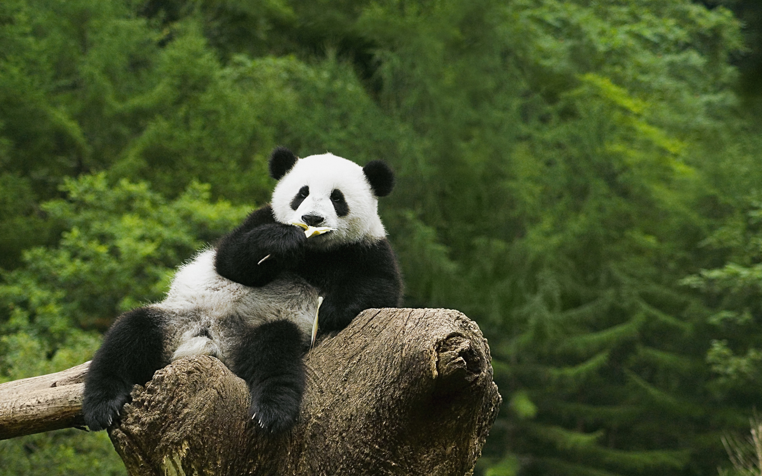 Hình nền Nền Vẽ Gấu Panda đen Trắng Nền Hình ảnh Gấu Trúc Có Thể In  Background Vector để tải xuống miễn phí  Pngtree