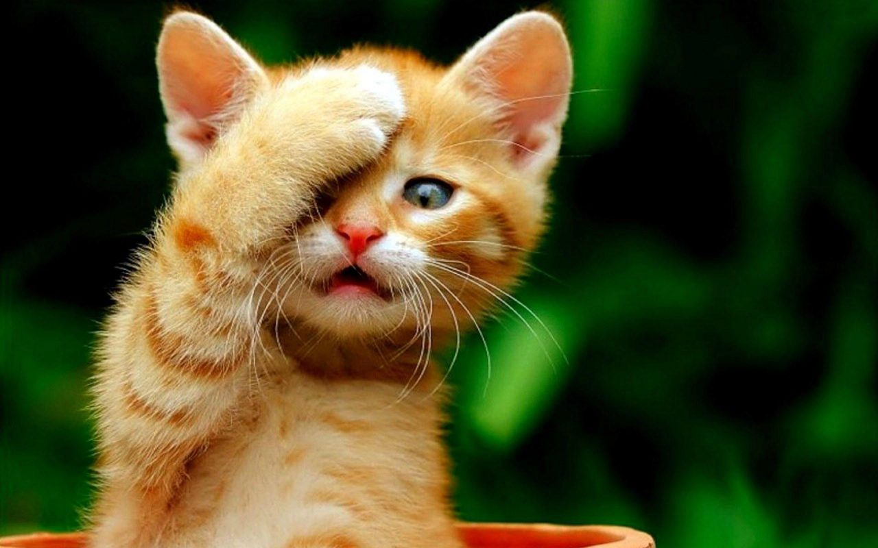 Hình nền mèo 3D cute đẹp nhất 39