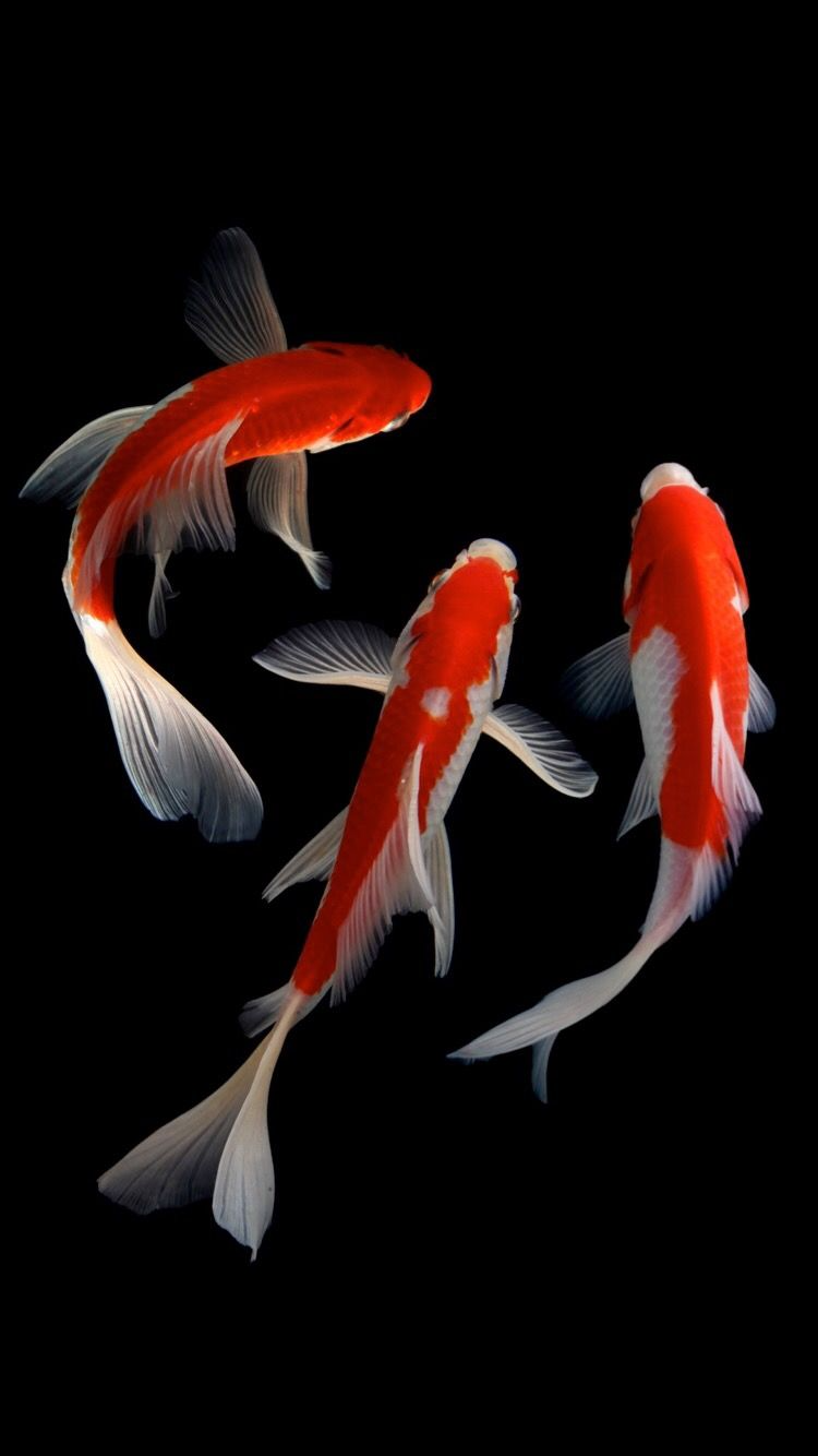 Top 54 latest koi fish wallpapers - cdgdbentre.edu.vn