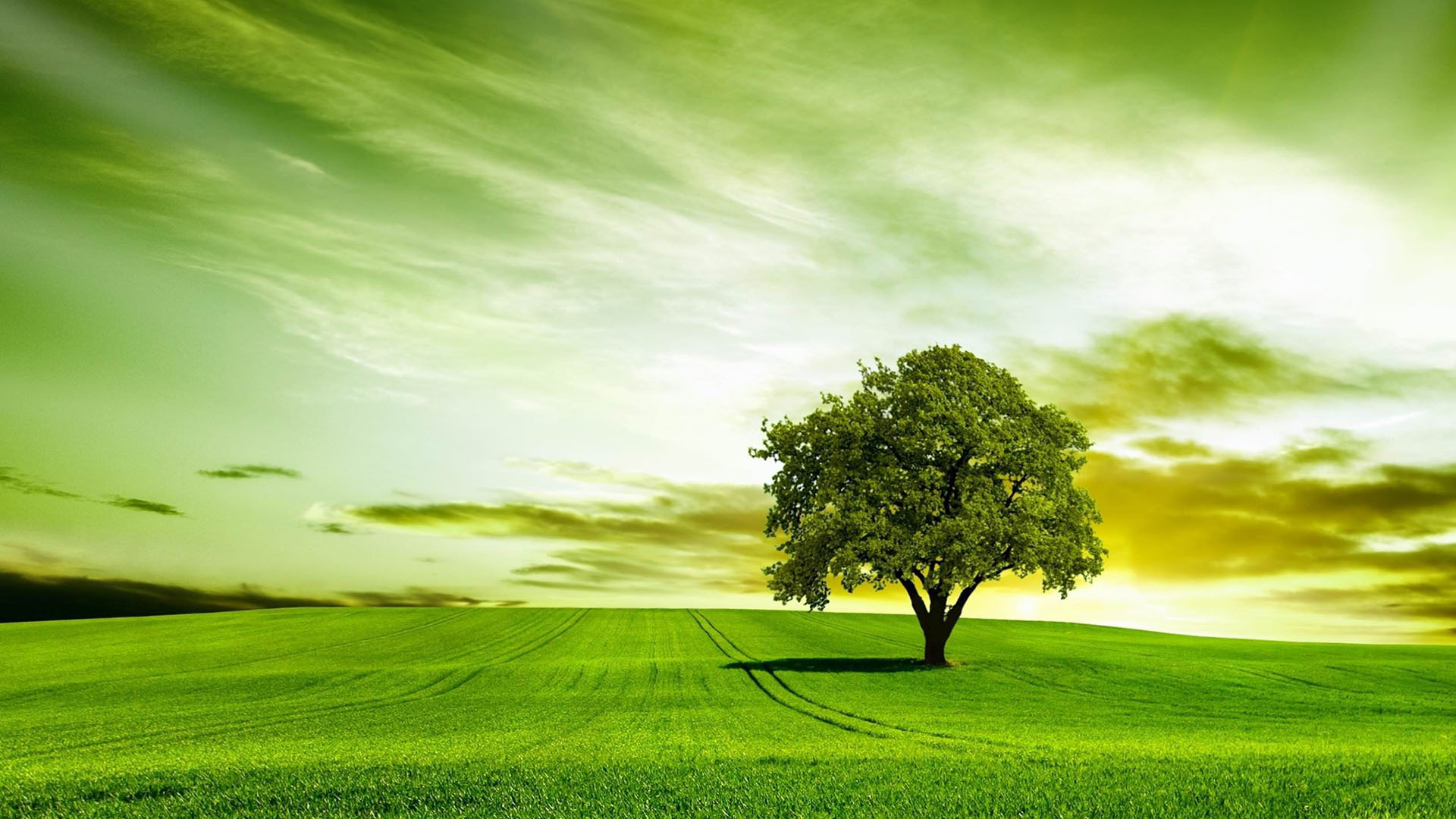 50 Hình nền cây xanh cực đẹp - Ảnh đẹp thiên nhiên