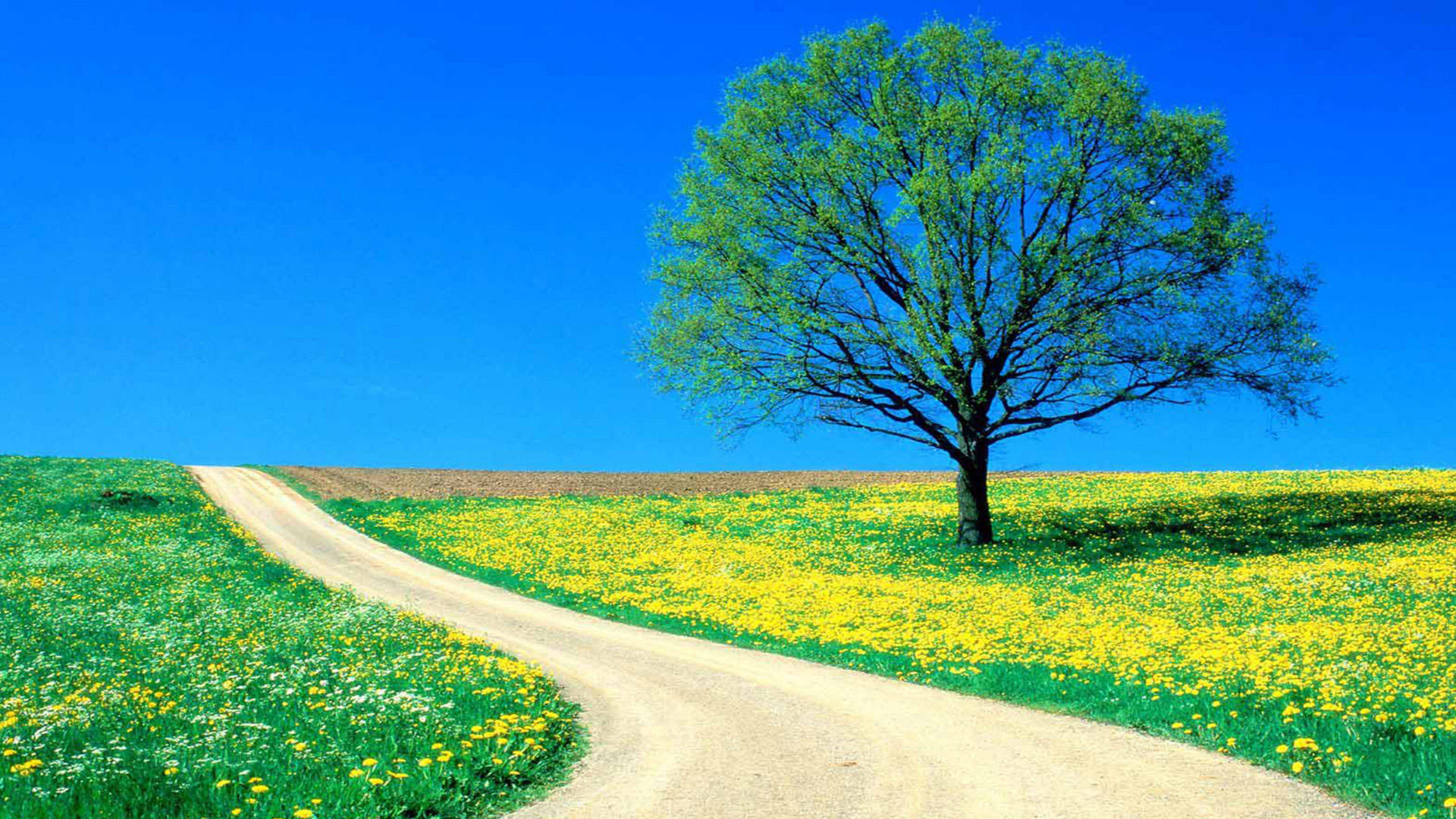 50 Hình nền cây xanh cực đẹp  Ảnh đẹp thiên nhiên