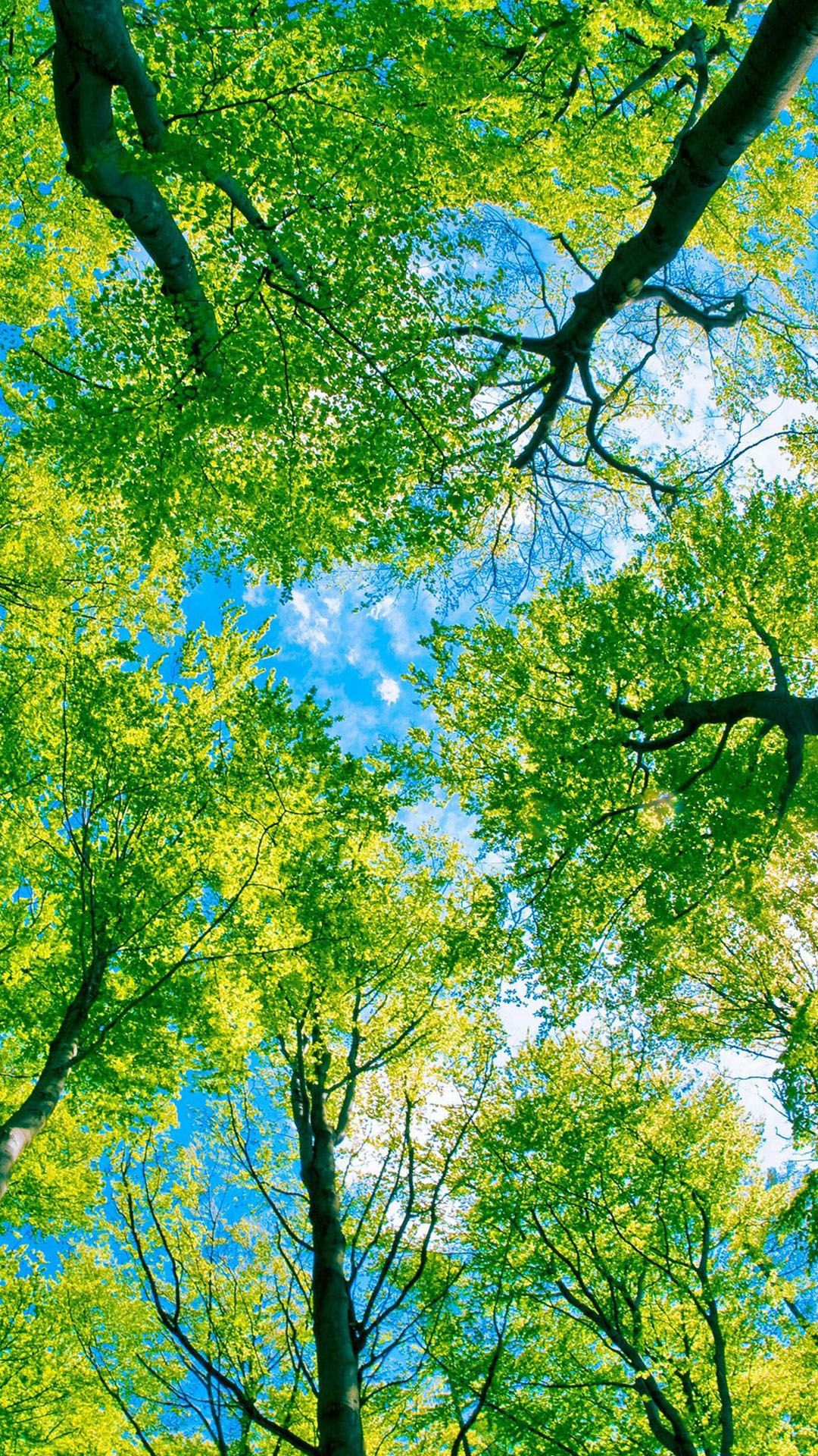 Tìm hiểu với hơn 99 hình nền cây xanh cho điện thoại mới nhất  Tin Học Vui