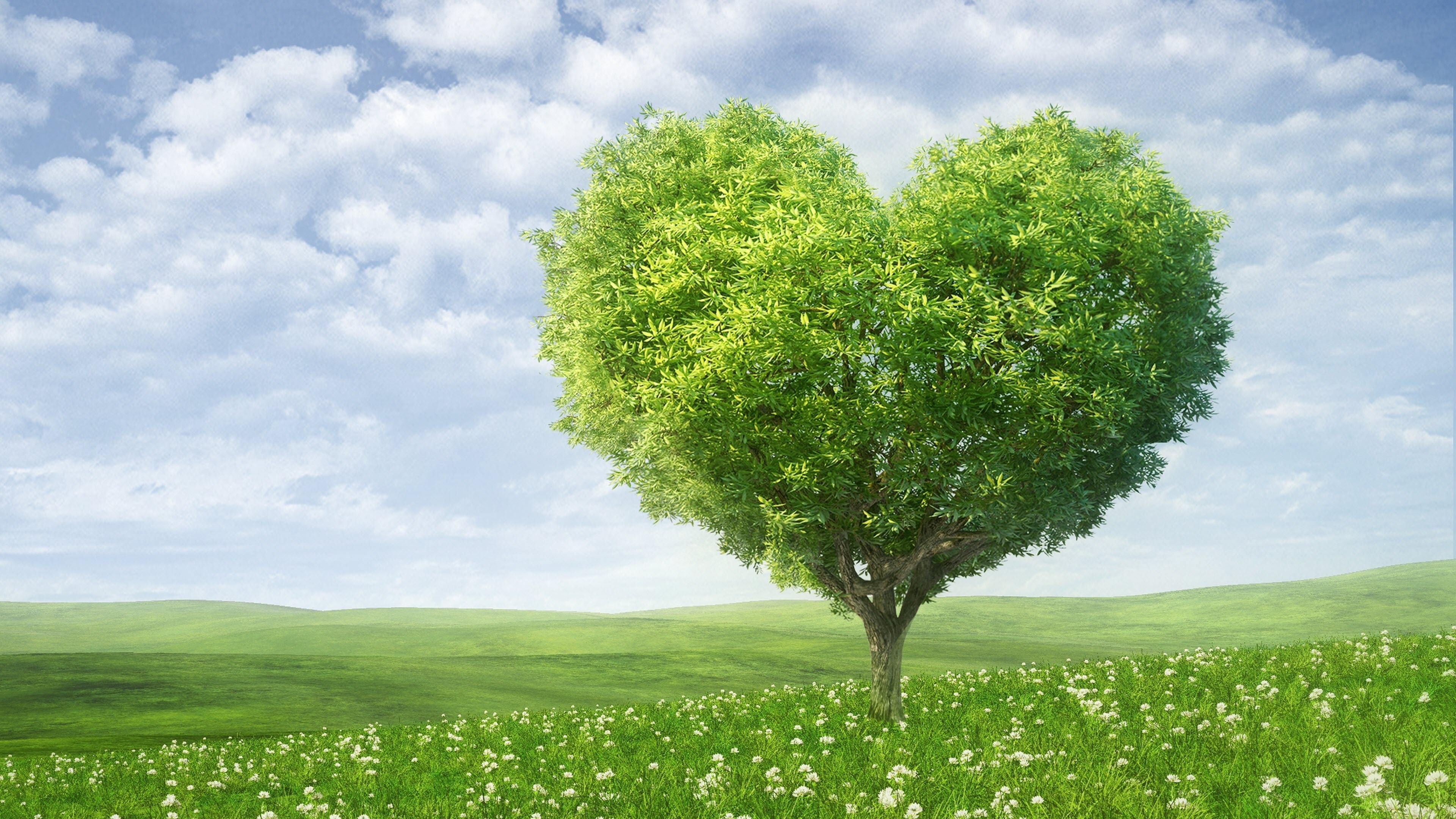 50 Hình nền cây xanh cực đẹp - Ảnh đẹp thiên nhiên