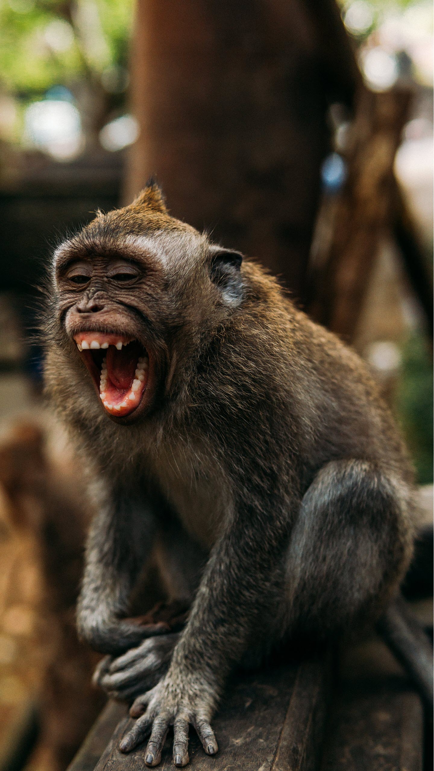50 Hình nền khỉ dễ thương nhất - Ảnh động vật
