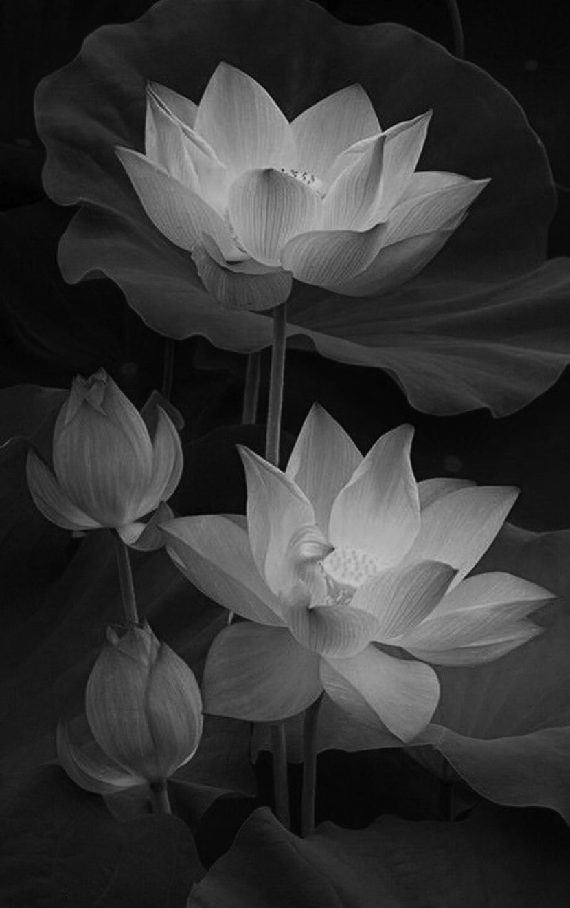 Hoa sen trắng đen tạo nên một vẻ đẹp lạ mắt. Đầy sự tinh tế và độc đáo, những bức ảnh hoa sen sẽ khiến bạn đắm chìm trong khung cảnh yên bình của tu viện.