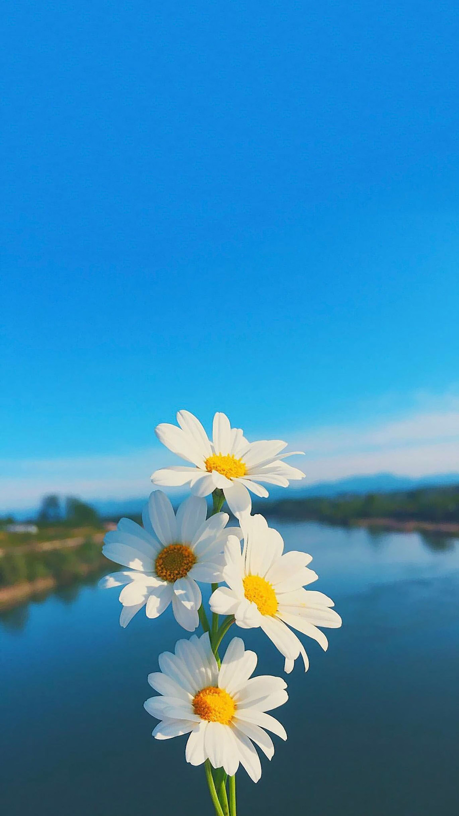 Top 101 ảnh hoa cúc trắng nền đen đẹp nhất
