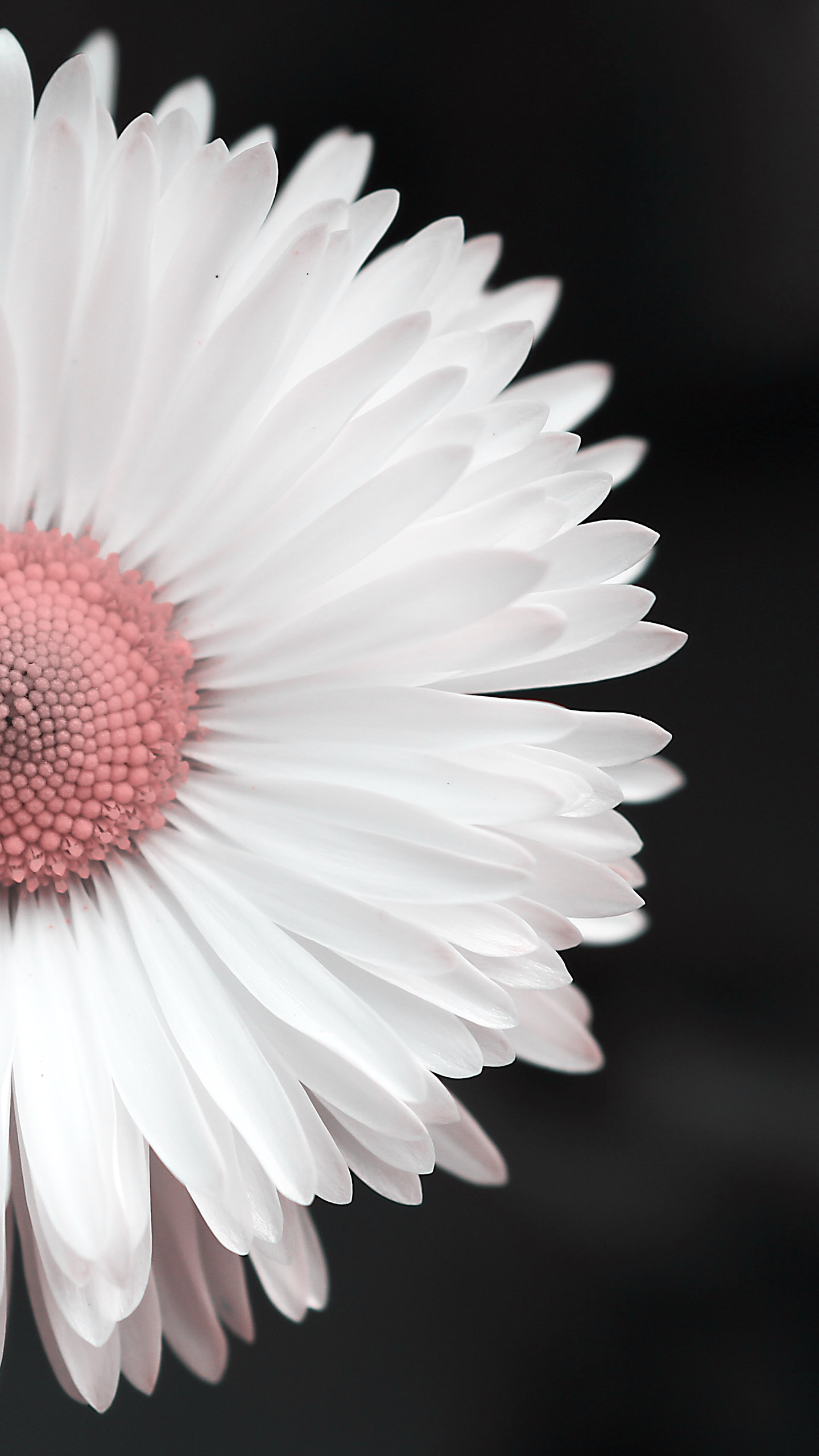 Hoa cúc trắng tuyệt đẹp, đó là điều mà mọi người đều phải khen ngợi. Hãy cùng ngắm nhìn những hình ảnh đẹp tuyệt vời của hoa cúc trắng và tìm hiểu thêm về loài hoa đặc biệt này. Những hình ảnh này chắc chắn sẽ đem đến cảm giác thư giãn và yên bình cho trái tim bạn.