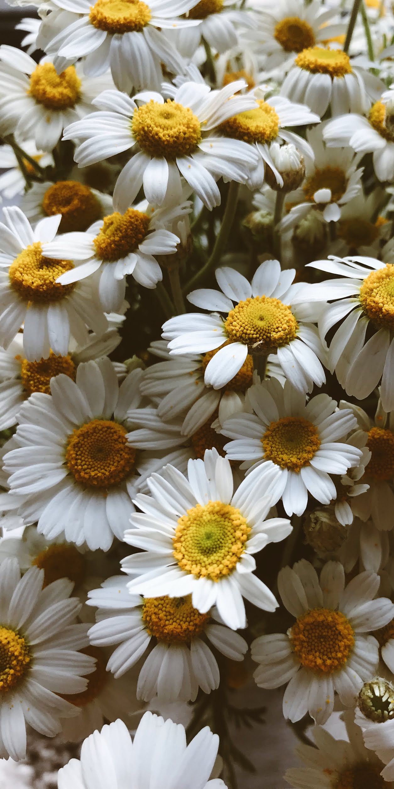 Hình nền hoa cúc trắng rất đẹp  Tài liệu miễn phí cho Giáo viên học sinh