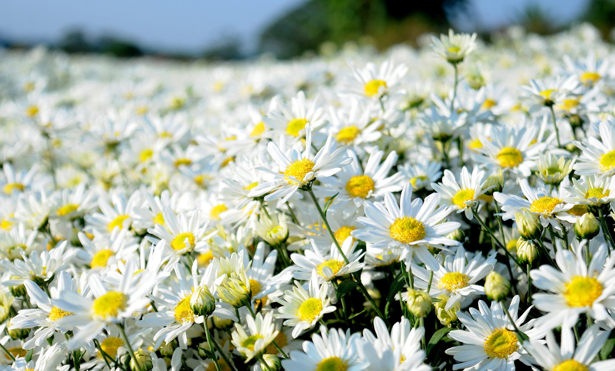 Màu trắng thanh khiết của hoa cúc luôn tạo cảm giác vô cùng dịu dàng và tươi sáng cho người tận hưởng. Bức tranh hoa cúc trắng sẽ đem lại cho bạn những giây phút thư giãn, thoải mái, và đắm chìm trong không gian xanh tươi tự nhiên.