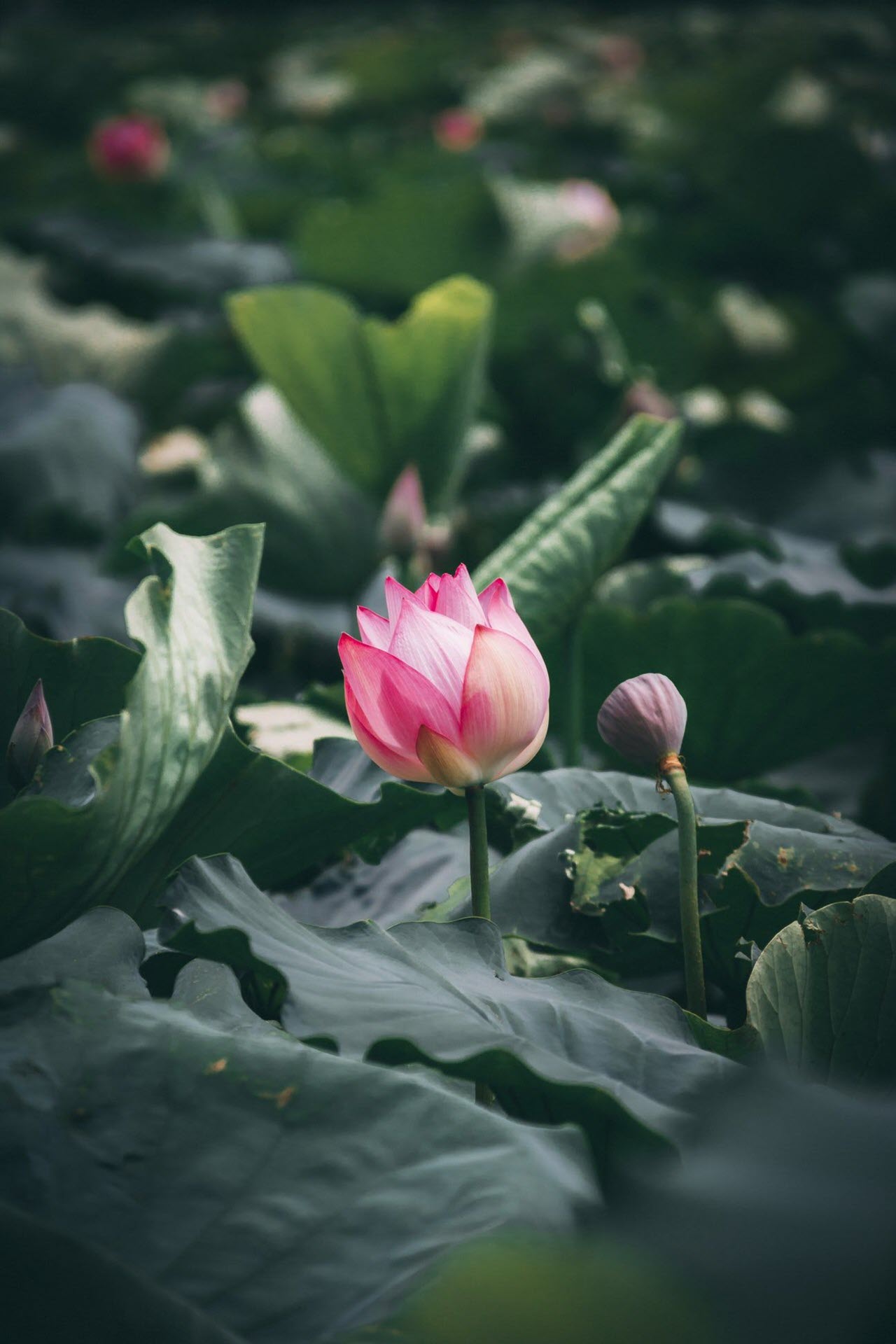 ✓ 30+ hình ảnh hoa sen đá đẹp nhất chất lượng full HD | Tip.edu.vn