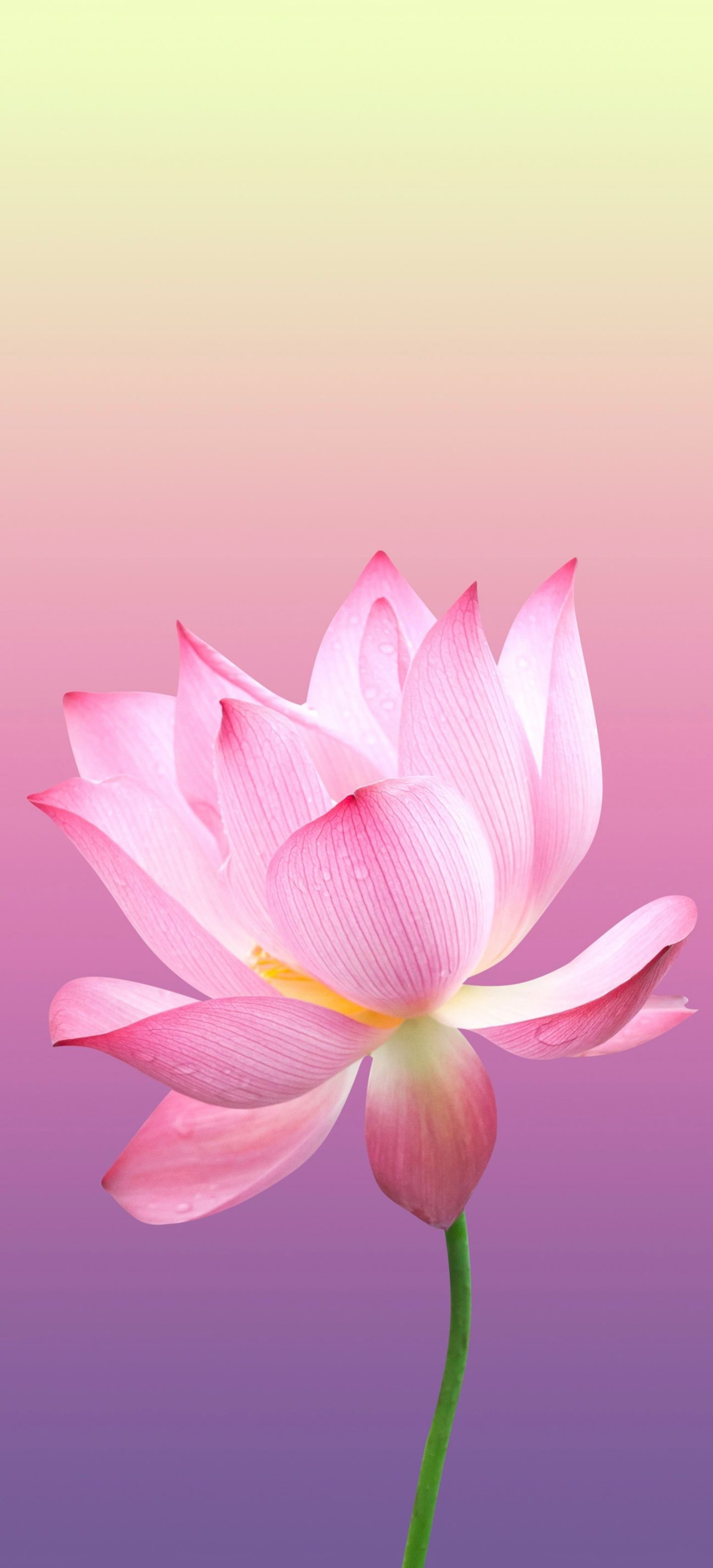 Top nhiều hơn 100 hình nền iphone hoa đẹp tuyệt vời nhất  Tin học Đông Hòa
