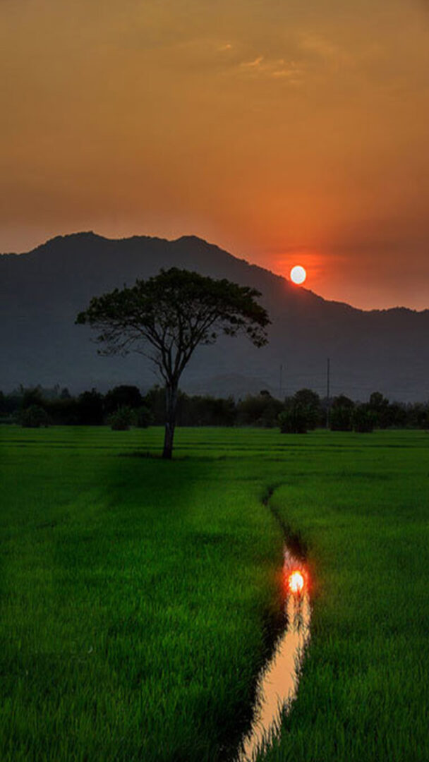 50+ Hình nền quê hương cực đẹp sẽ tạo không gian hài hòa cho chiếc điện thoại của bạn. Từ cảnh đồng ruộng đến đồi chè xanh mượt, ảnh đẹp quê hương sẽ mang đến sự thoải mái và ấm áp cho người dùng. Hãy tải xuống ngay hôm nay và tận hưởng vẻ đẹp của quê hương Việt Nam.