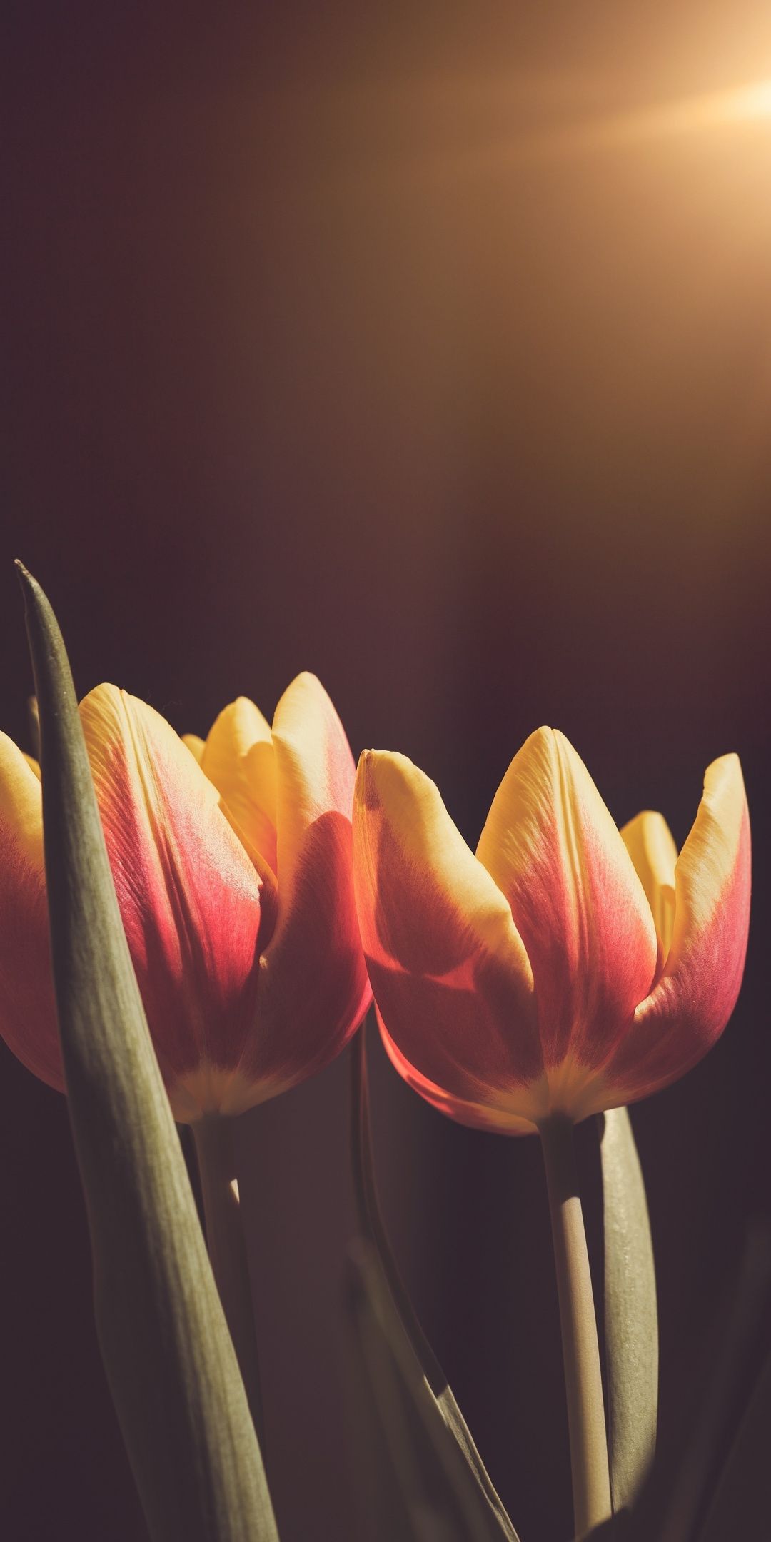 Dành cho những tín đồ yêu hoa tulip, hình nền hoa tulip sẽ khiến bạn thỏa mãn đam mê của mình. Nét đơn giản, uyển chuyển và tươi sáng của hoa tulip sẽ khiến cho chiếc điện thoại của bạn trở nên nổi bật và nữ tính hơn. Hãy khám phá những hình ảnh hoa tulip đẹp này và thưởng thức cảm giác thanh lịch, nhẹ nhàng của chúng.