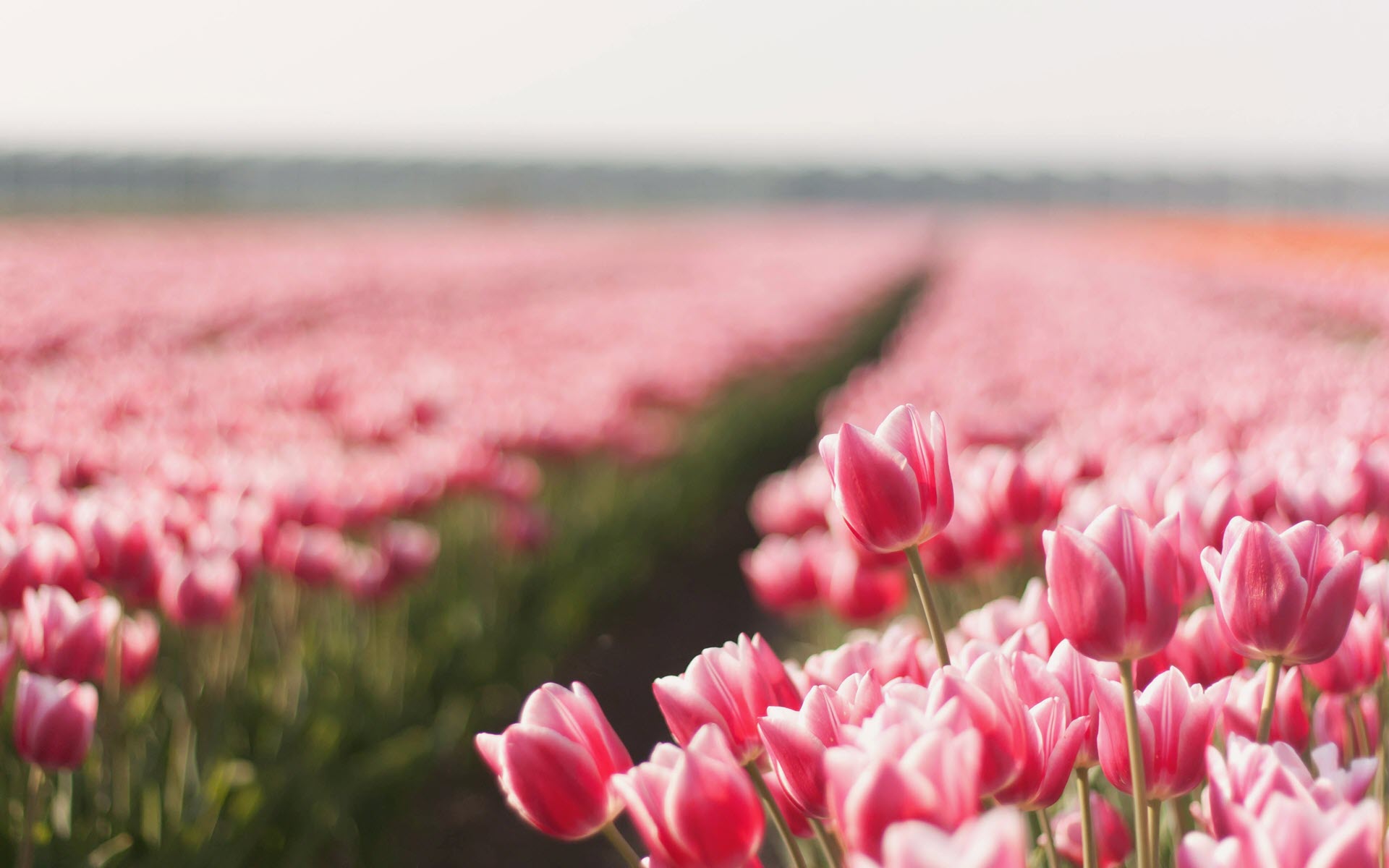 Top 59+ về hình nền hoa tulip mới nhất - cdgdbentre.edu.vn