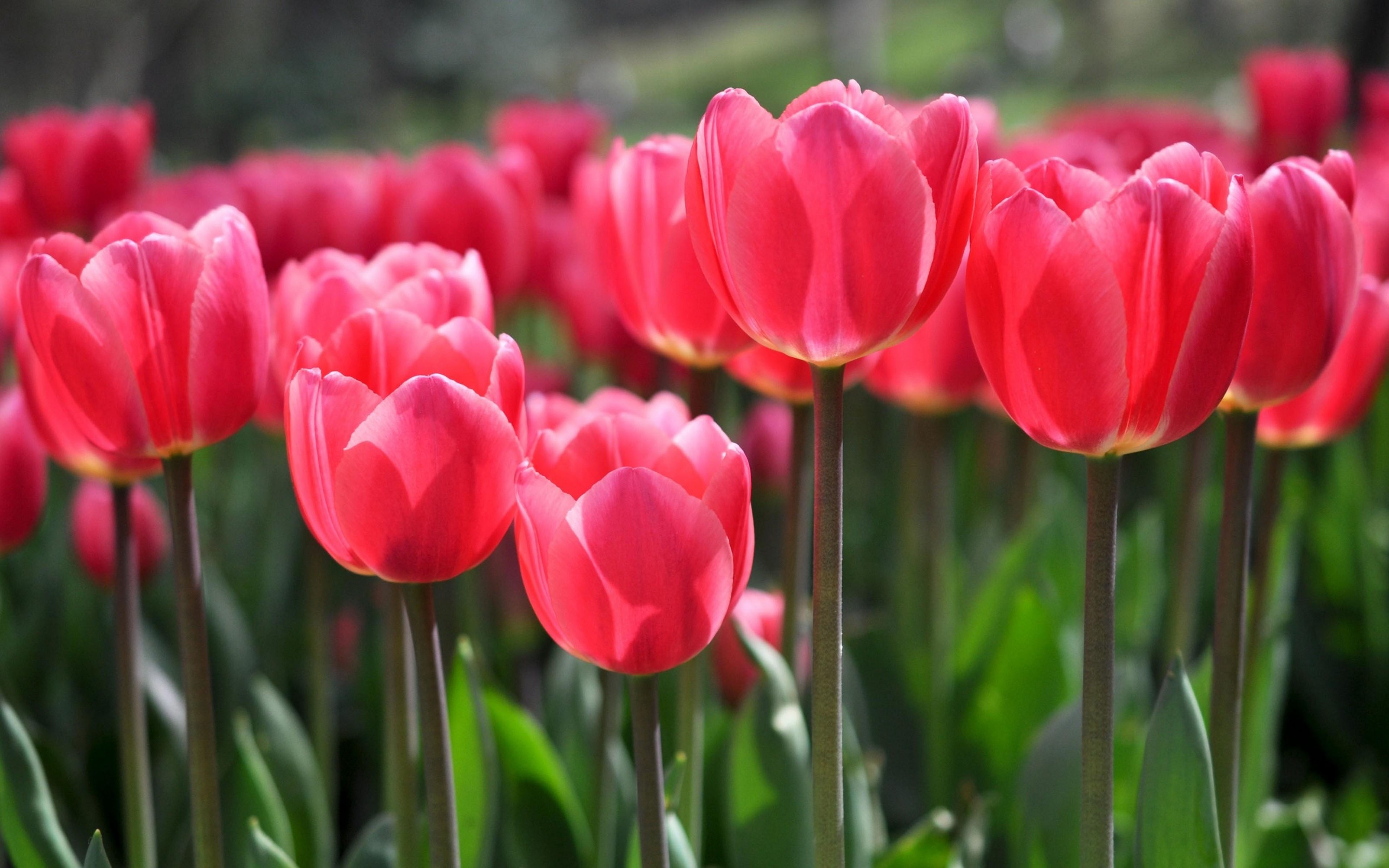 Hình Nền Hoa Tulip Giấy Dán Tường điện Thoại Di động HD và Nền Cờ đẹp mùa  xuân cảnh đẹp xinh đẹp để Tải Xuống Miễn Phí  Lovepik