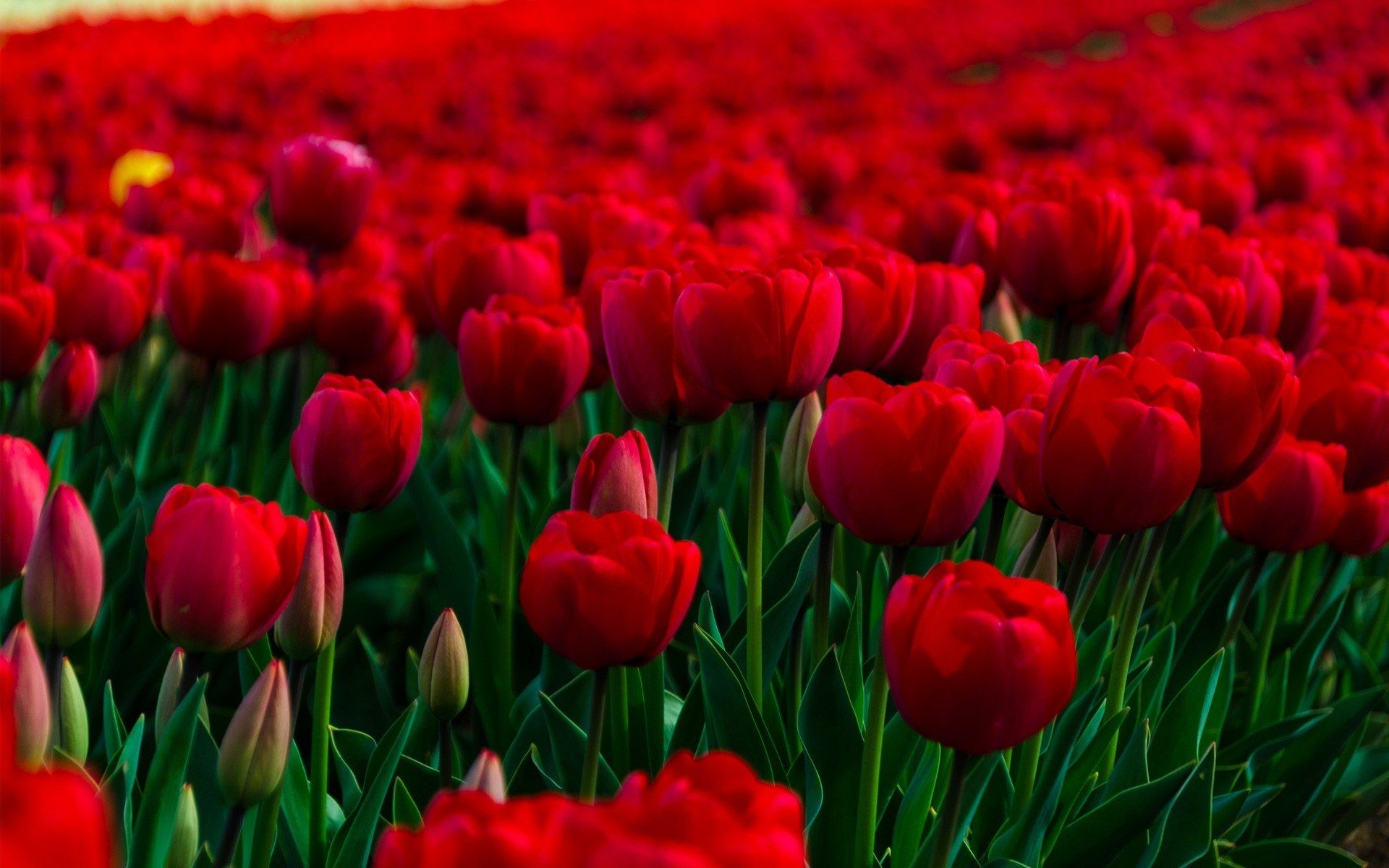 Hình nền hoa Tulip tuyệt đẹp  DYB