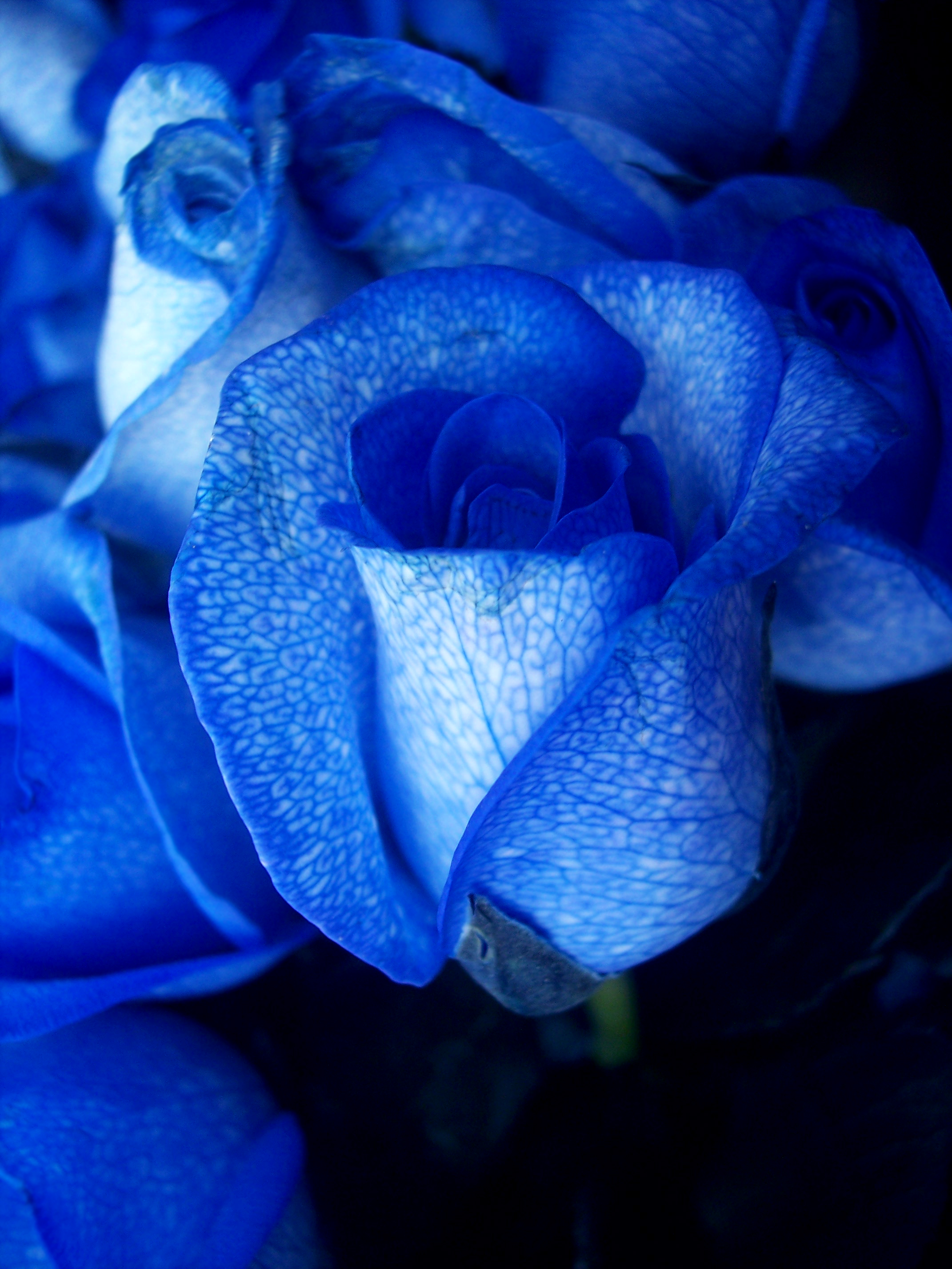Nếu bạn đang tìm kiếm một ảnh hoa đẹp chất lượng hoặc thậm chí là tìm kiếm hình nền hoa hồng xanh đẹp nhất, hãy thử tải xuống bộ sưu tập ảnh hoa đầy màu sắc và sống động. Những bức ảnh này sẽ khiến bạn thích thú và cực kỳ phù hợp để trang trí màn hình.