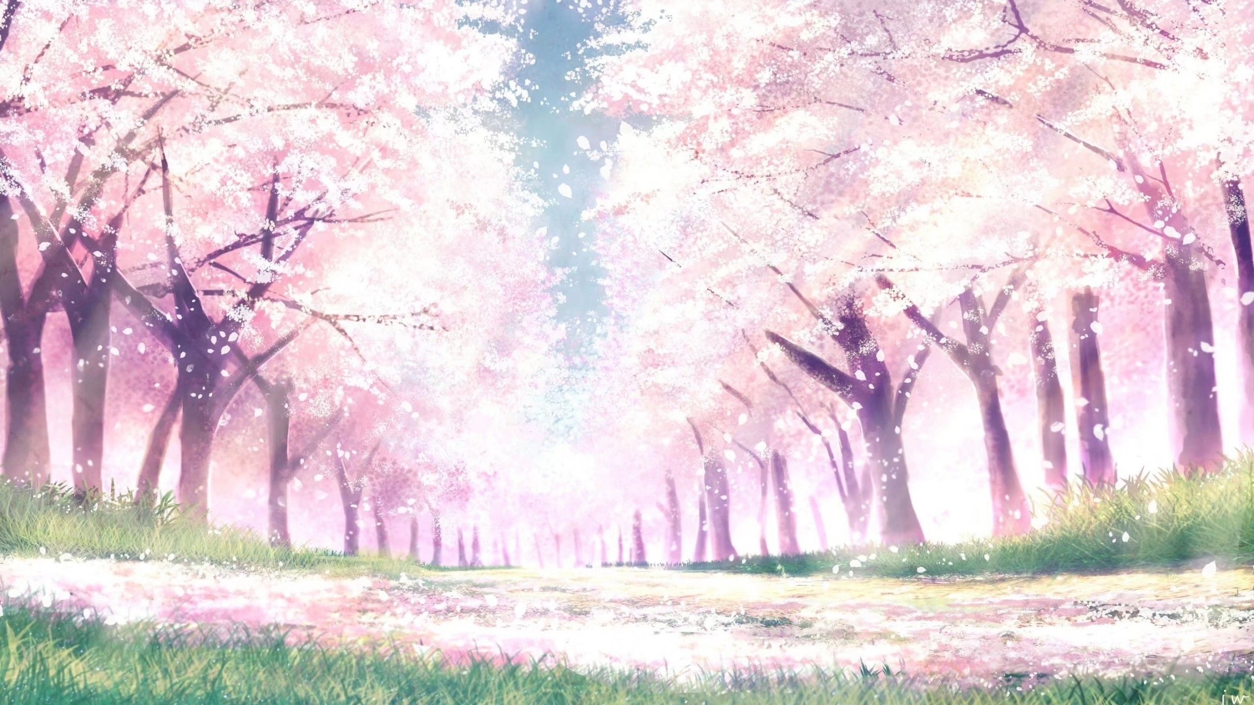 300 Ảnh hoa anh đào Anime buồn lãng mạn cho PC Moblie