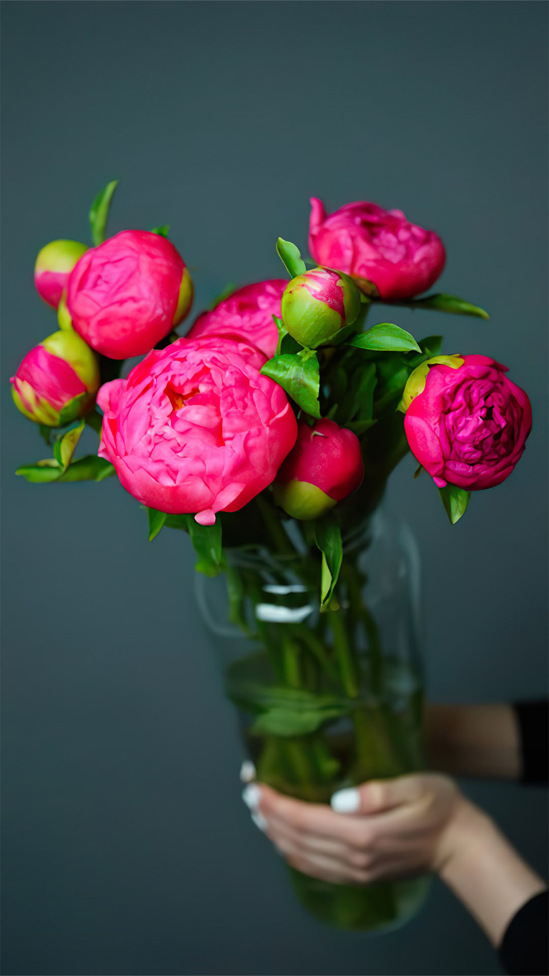 Dành cho những ai yêu thích vẻ đẹp của hoa mẫu đơn đỏ, hãy chiêm ngưỡng ngay hình ảnh hoa mẫu đơn tuyệt đẹp để cảm nhận sự nữ tính và quý phái của loài hoa này nhé!
