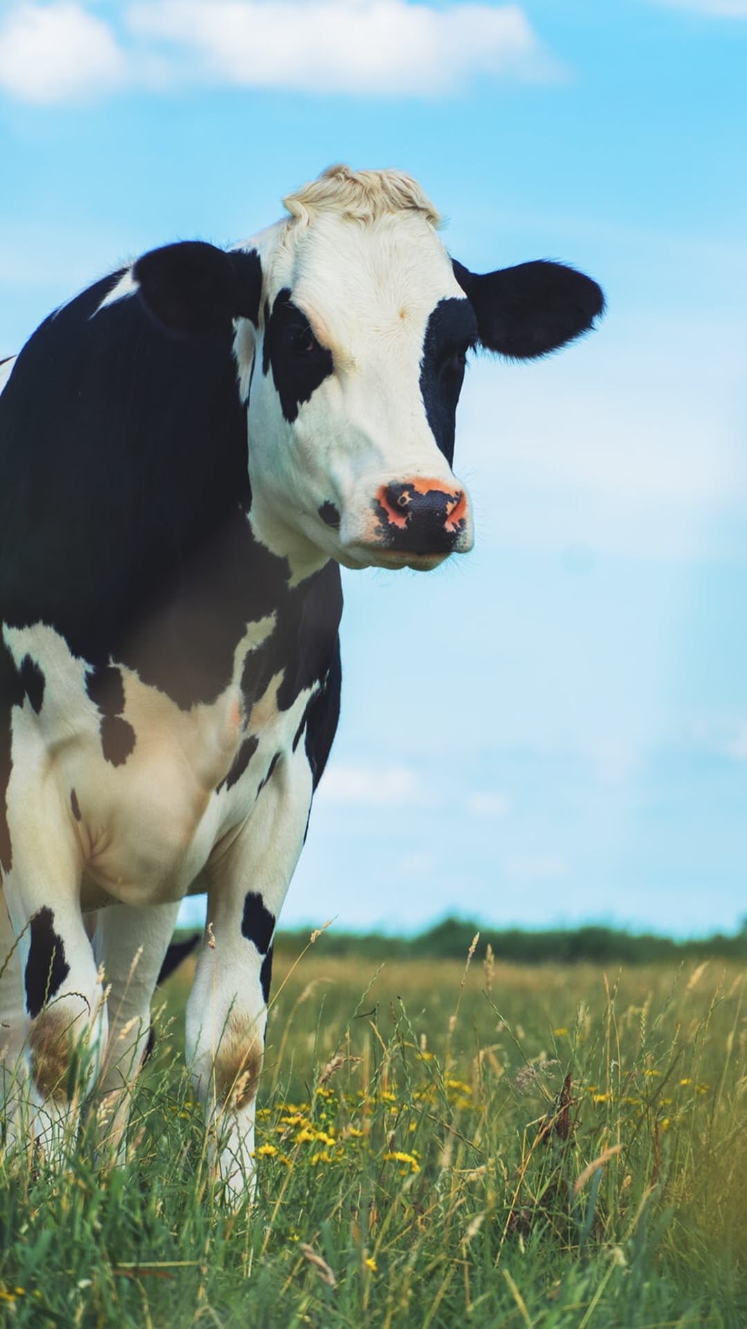 Bò sữa : 350.128 ảnh, hình ảnh có sẵn và ảnh miễn phí bản quyền |  Shutterstock