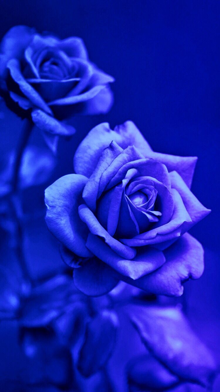 Hình nền hoa hồng xanh đẹp nhất - Tải ảnh hoa đẹp chất lượng