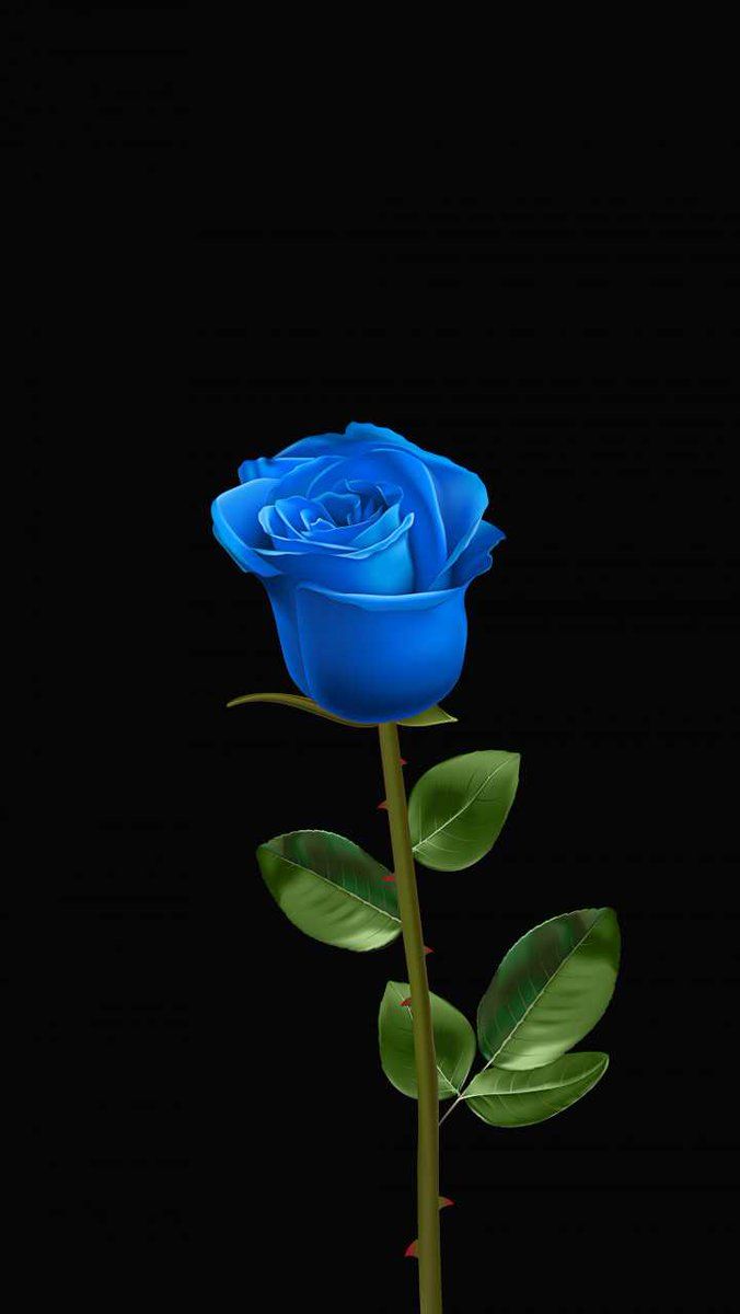 Top 75+ hình nền hoa hồng xanh đẹp nhất hay nhất - Tin Học Vui
