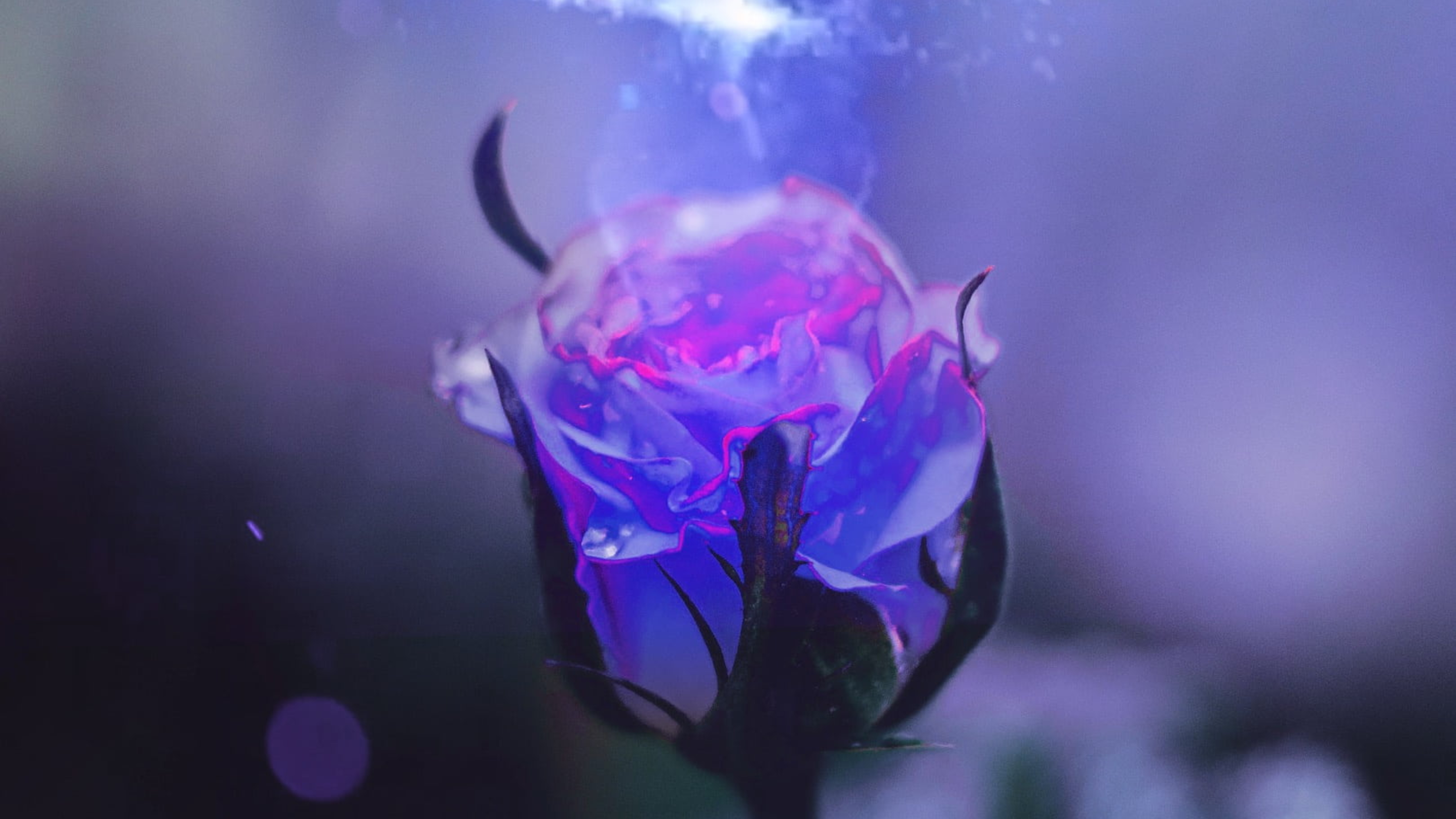 Tải ảnh hoa hồng xanh là một trong những cách tuyệt vời để thể hiện tình yêu với loài hoa này. Dù đang tìm kiếm một hình nền đẹp cho máy tính, hay muốn chia sẻ hình ảnh độc đáo trên mạng xã hội - tải ảnh hoa hồng xanh luôn là lựa chọn tuyệt vời để tạo vẻ đẹp cho ngày mới!