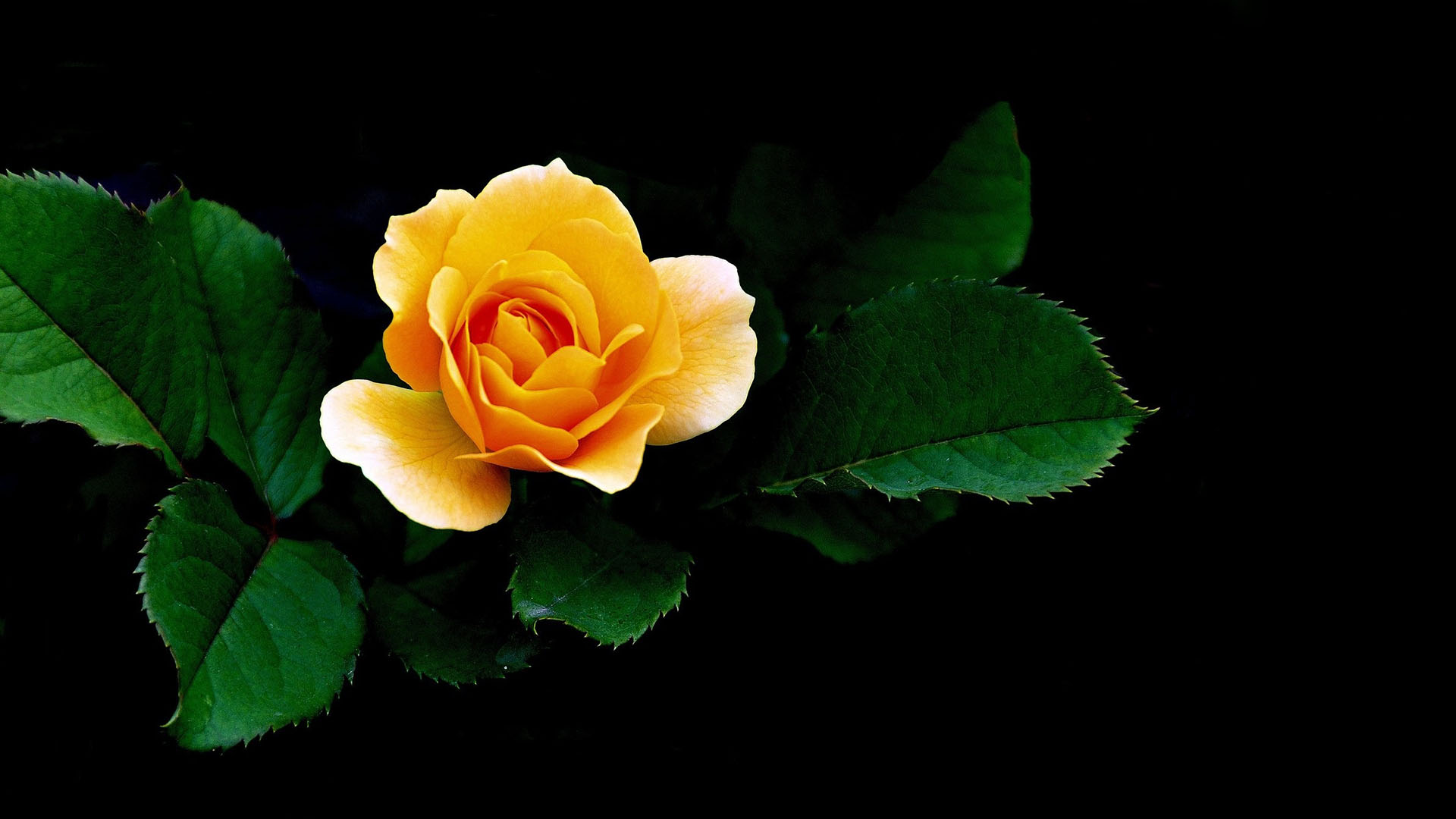 Hình nền hoa hồng vàng cực đẹp  thptcandangeduvn