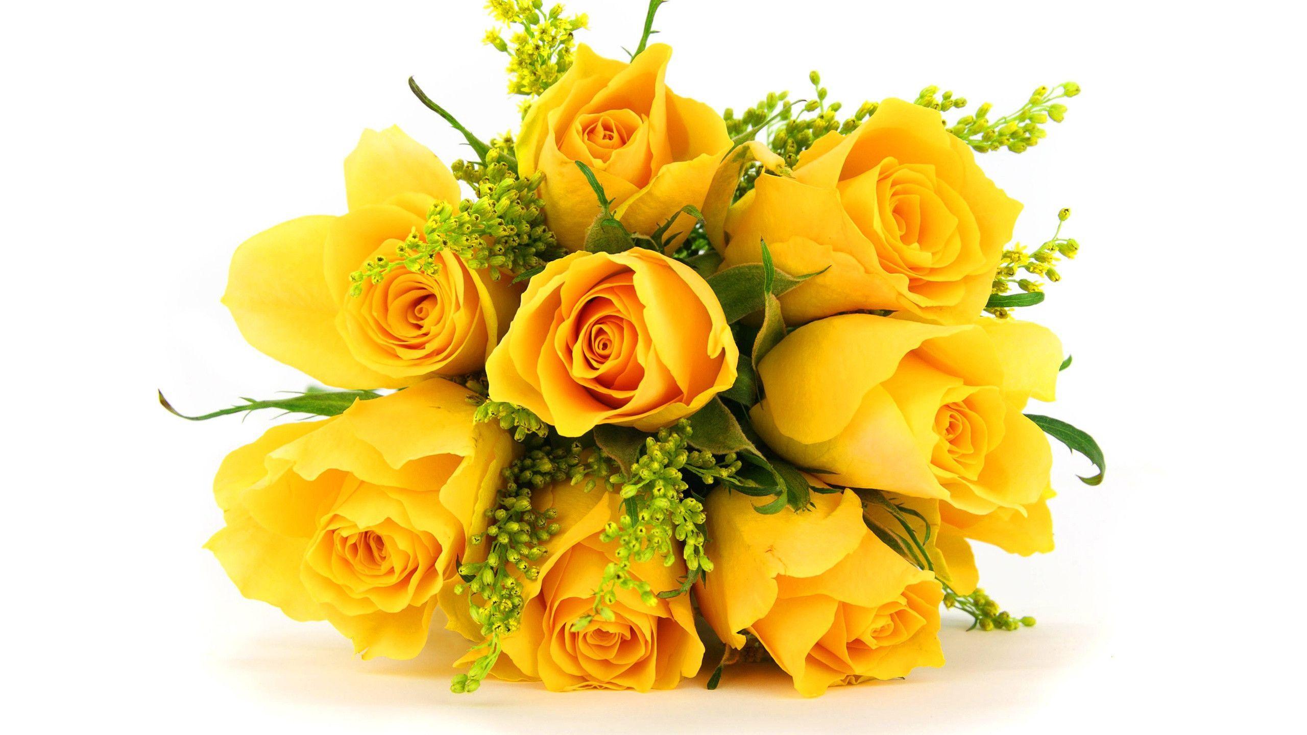 Hình nền hoa hồng vàng cực đẹp - Ảnh hoa đẹp màu vàng