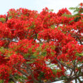 Hình ảnh hoa phượng vĩ đỏ tuyệt đẹp 9