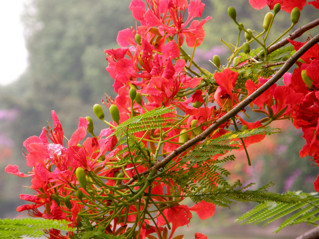 Đắm chìm trong rực rỡ của hoa phượng với bức ảnh này. Những bông hoa đỏ rực cùng với những chiếc lá màu xanh tươi sẽ làm cho màn hình của bạn sáng đẹp hơn!