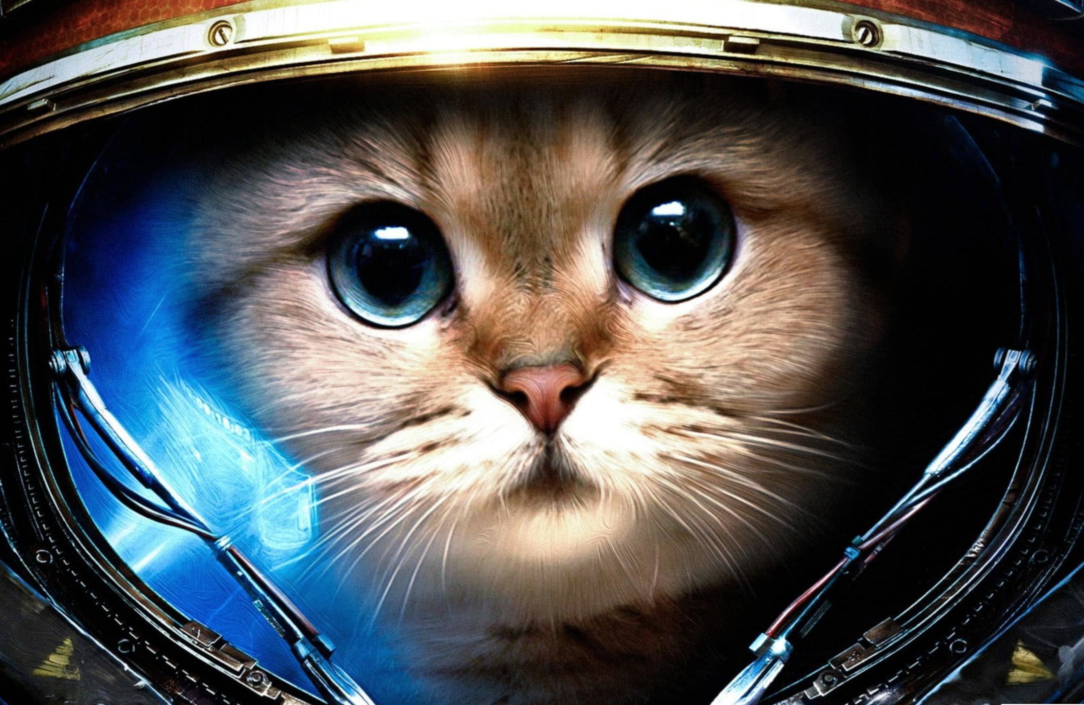 Hình nền mèo cho máy tính: Bạn muốn tạo cảm giác mới lạ cho màn hình máy tính của mình? Hãy lựa chọn những hình nền mèo đẹp mắt và sinh động nhất để trang trí thiết bị của mình. Hình ảnh mèo sẽ mang lại không gian mới mẻ, đầy sắc màu và vô cùng thú vị cho bạn. Hãy khám phá ngay nhé!