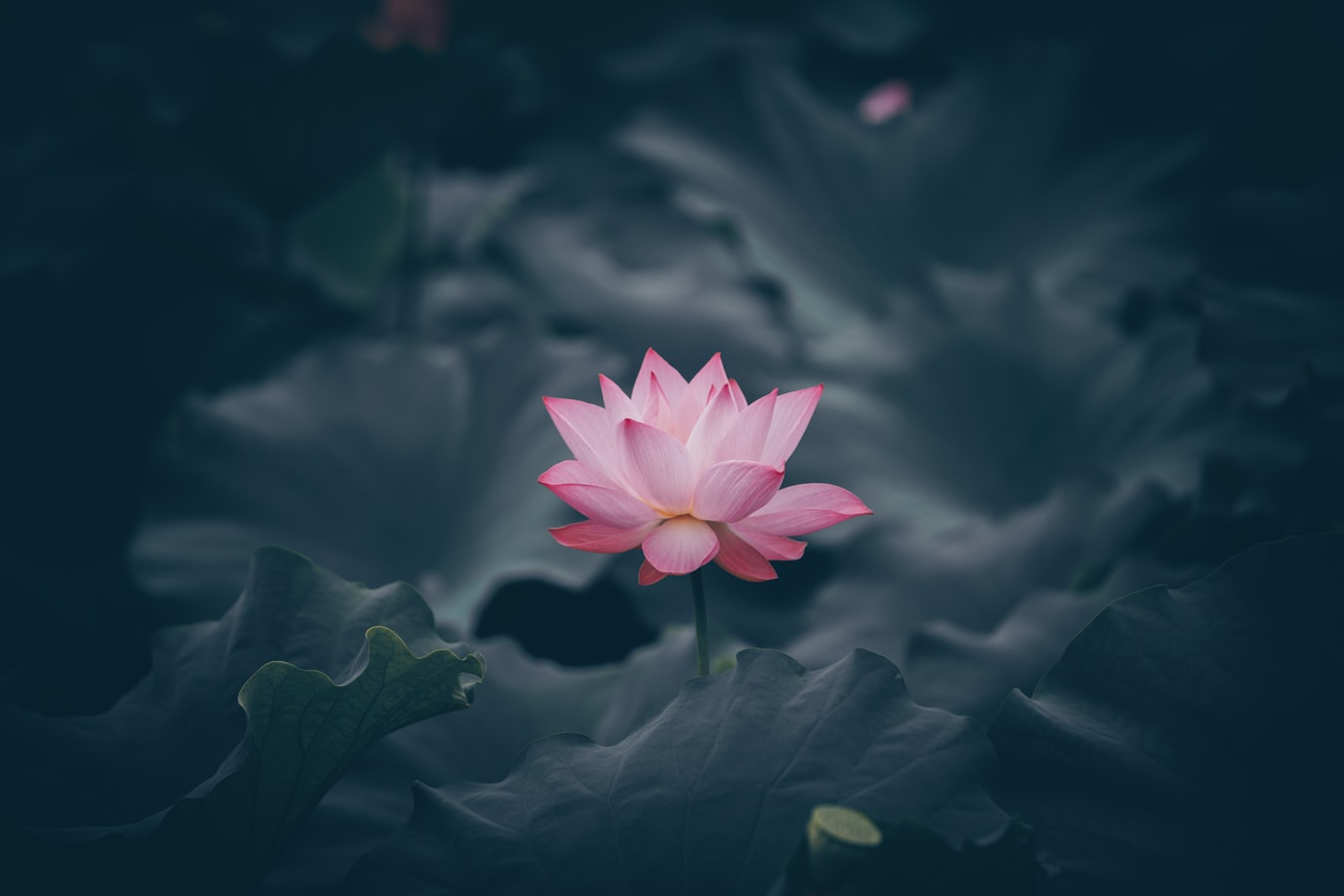 Hình ảnh hoa Sen đẹp trong Phật Giáo - Ảnh hoa Sen và Phật