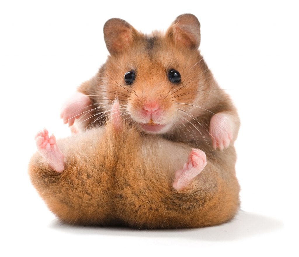 Hình ảnh chuột Hamster dễ thương, cute - thptcandang.edu.vn