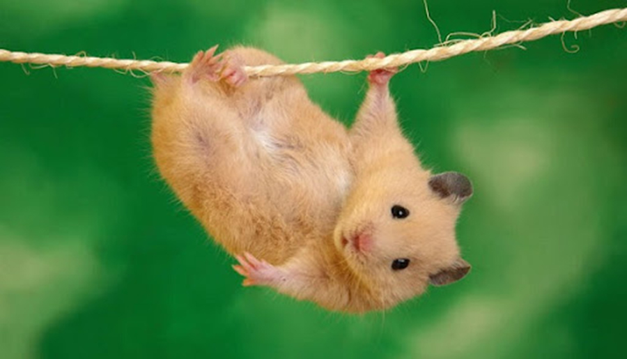 Tổng hợp Hình Chuột Hamster giá rẻ bán chạy tháng 72023  BeeCost
