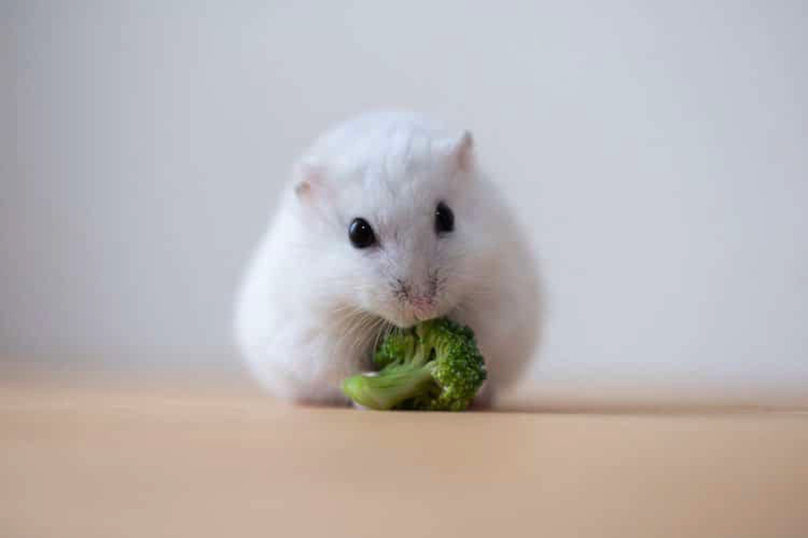 Bất ngờ trước loạt ảnh những chú chuột hamster dễ thương nhất thế giới