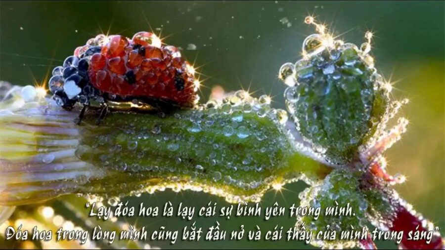 Bình Yên Từ Bên Trong – Thích Minh Niệm