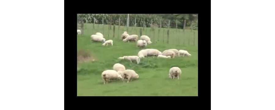 Hoằng Pháp Tại New Zealand Và Australia – Thích Chân Tính