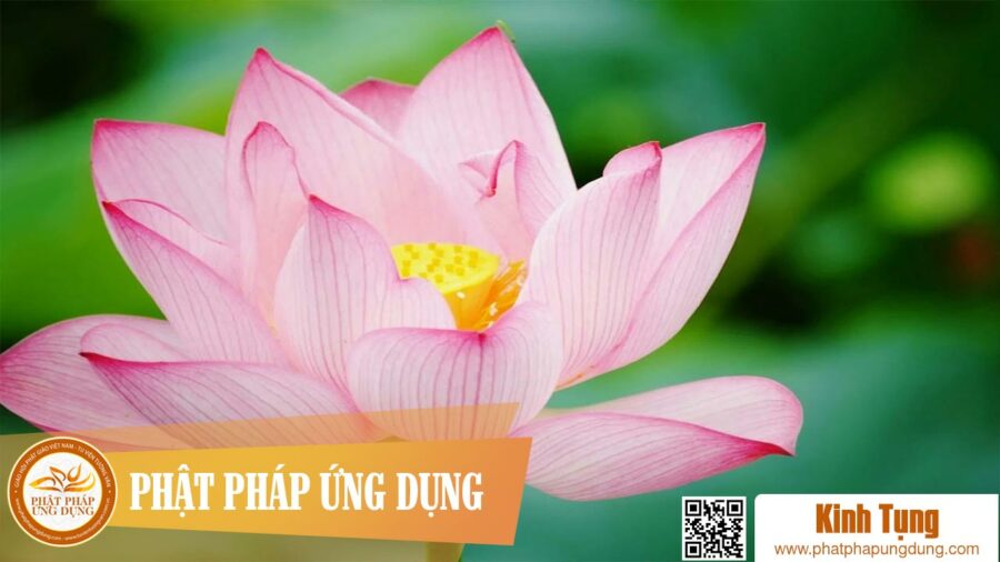 Kinh Pháp Hoa – Phẩm Tùng Địa Dũng Xuất – Thầy Thích Trí Thoát